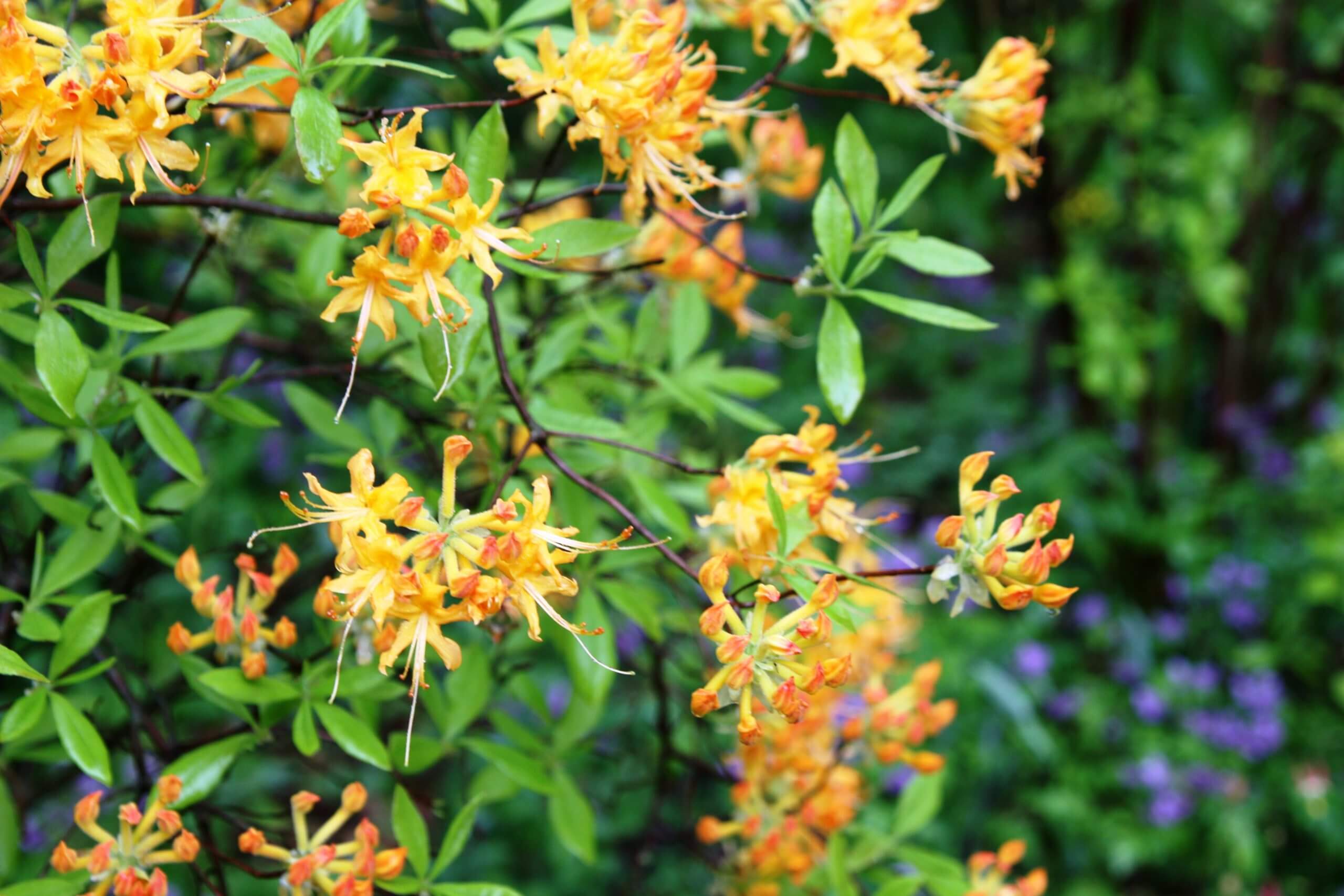 Rhododendron austrinum 2 JaKMPM