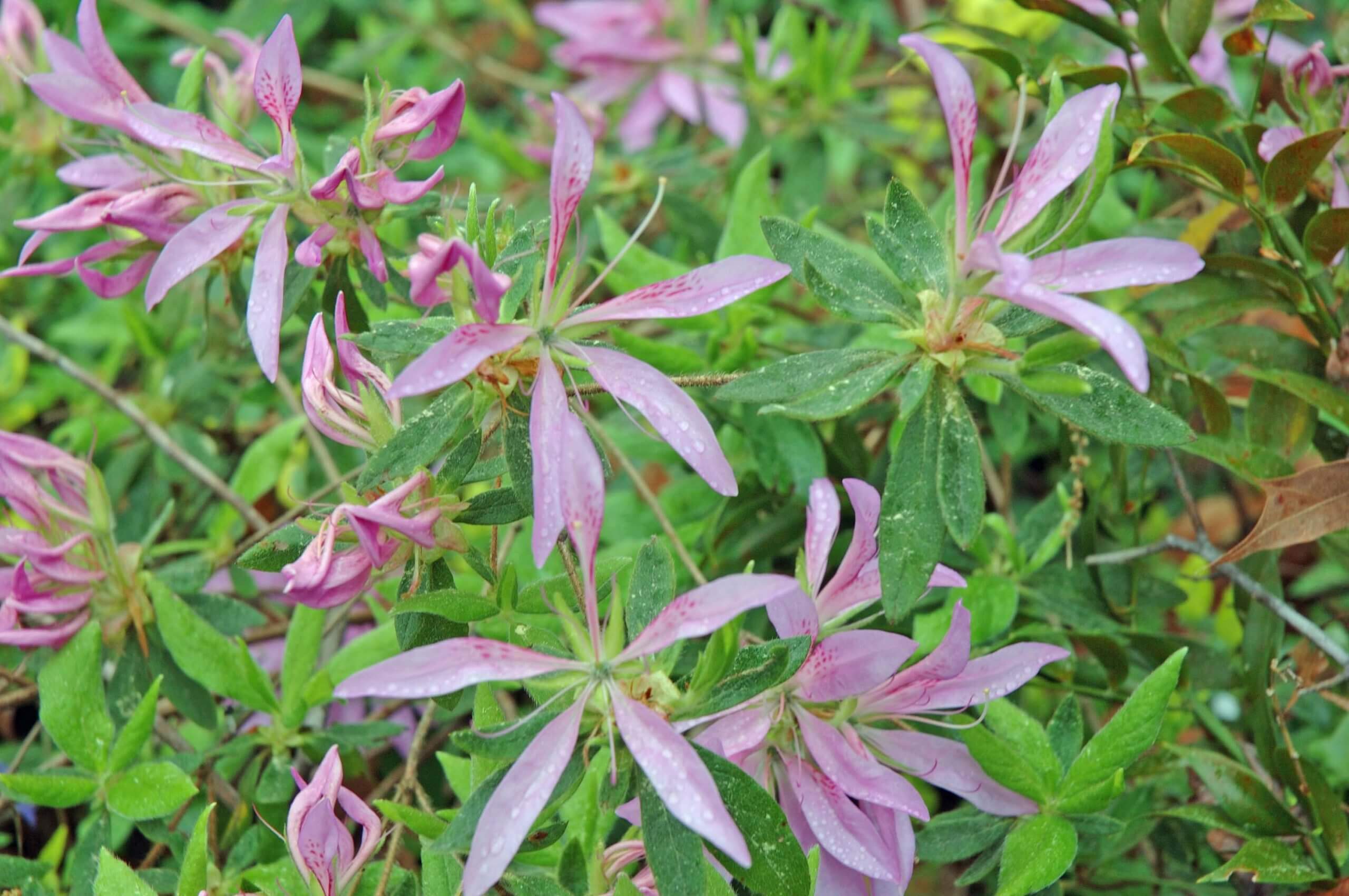 For further comparison, and confusion, the evergreen spider azalea (Rhododendron linearifolium) has elongated petals uncharacteristically fuzzy leaves.