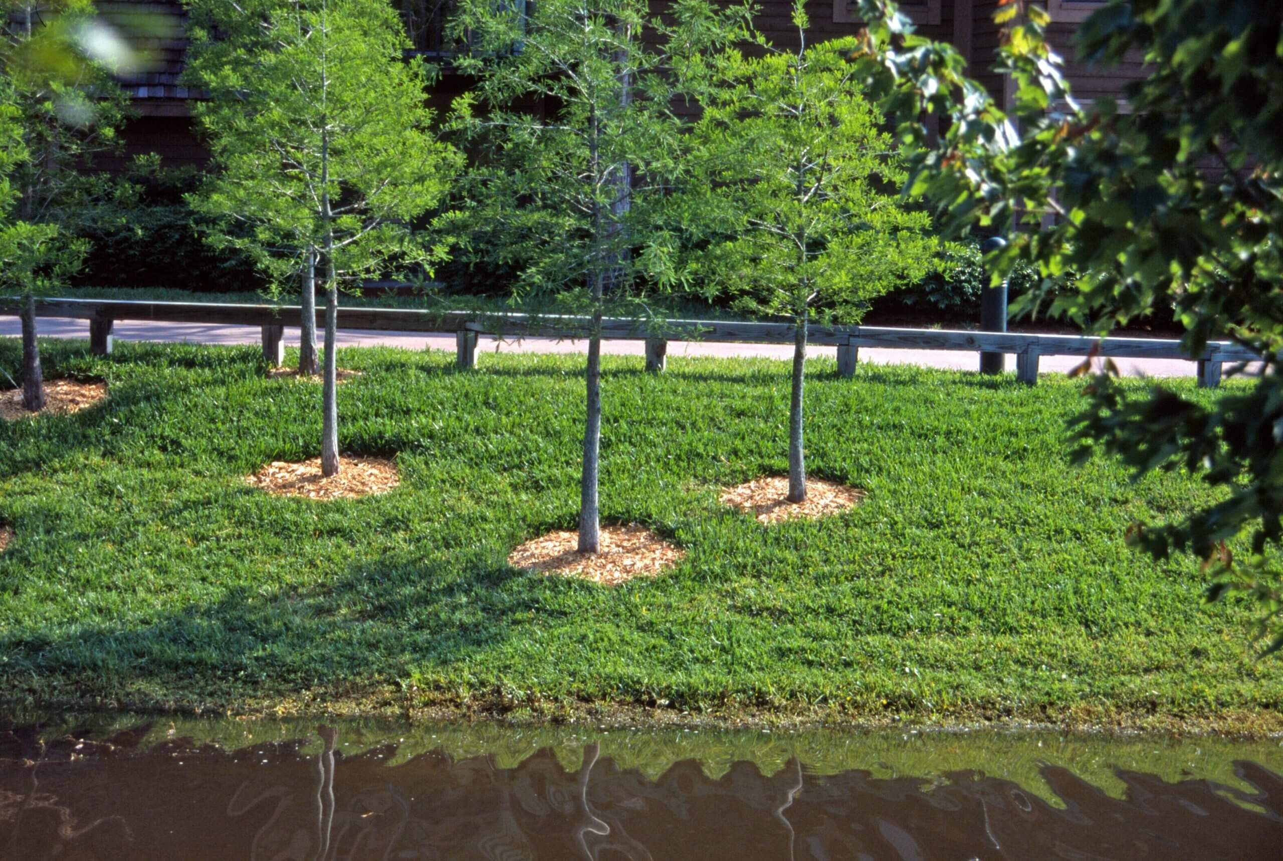 Remove grass in a ring around your young trees in lawns, then apply mulch to create free drainage to the tree roo