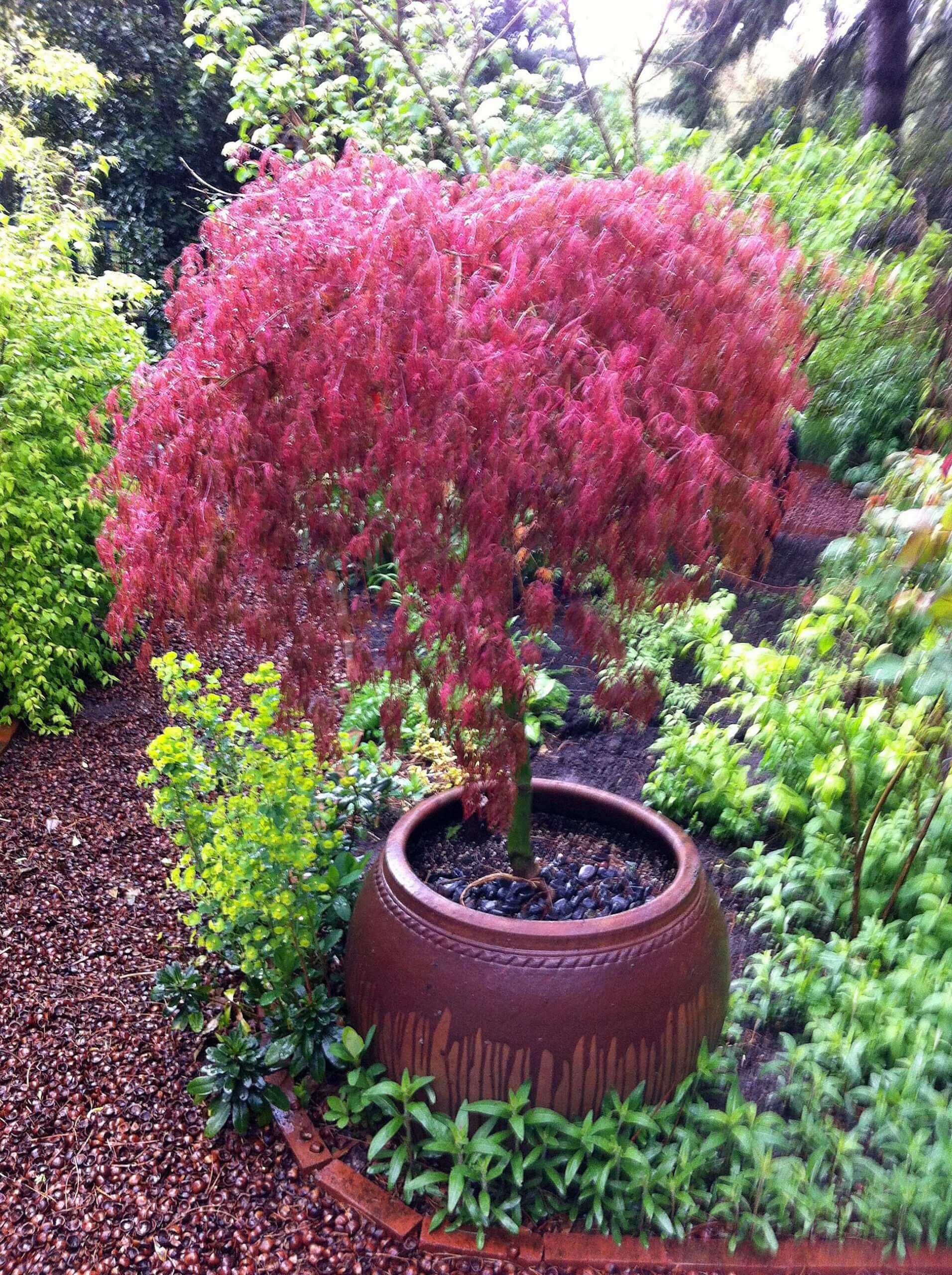 The brilliant red new emerging leaves of the Japanese maple ‘Hana Matoi’ are helped along by a little spring amendment.