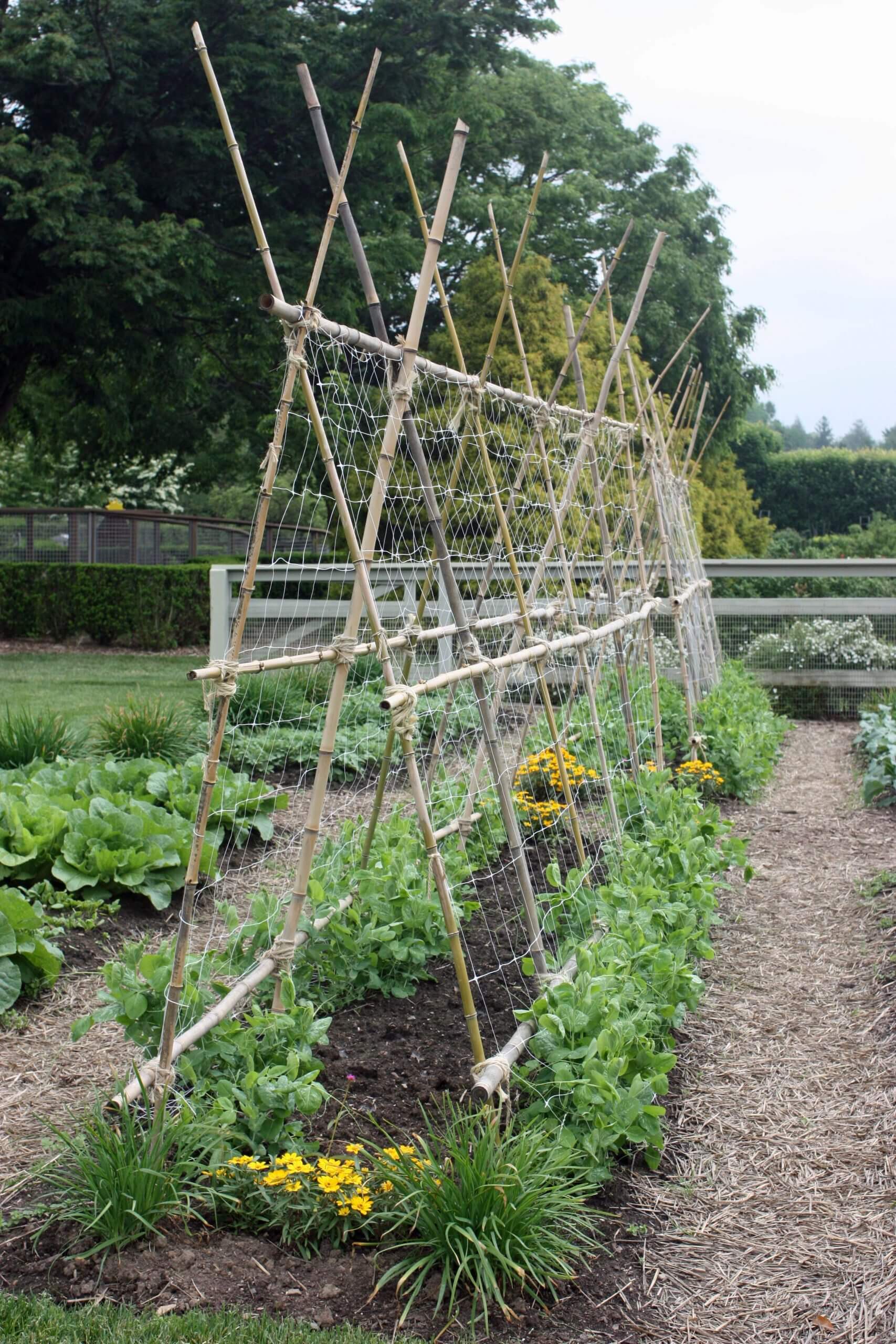 Cucumber and bean trellises are very easy to fashion from bamboo. (photo taken at Longwood Gardens)