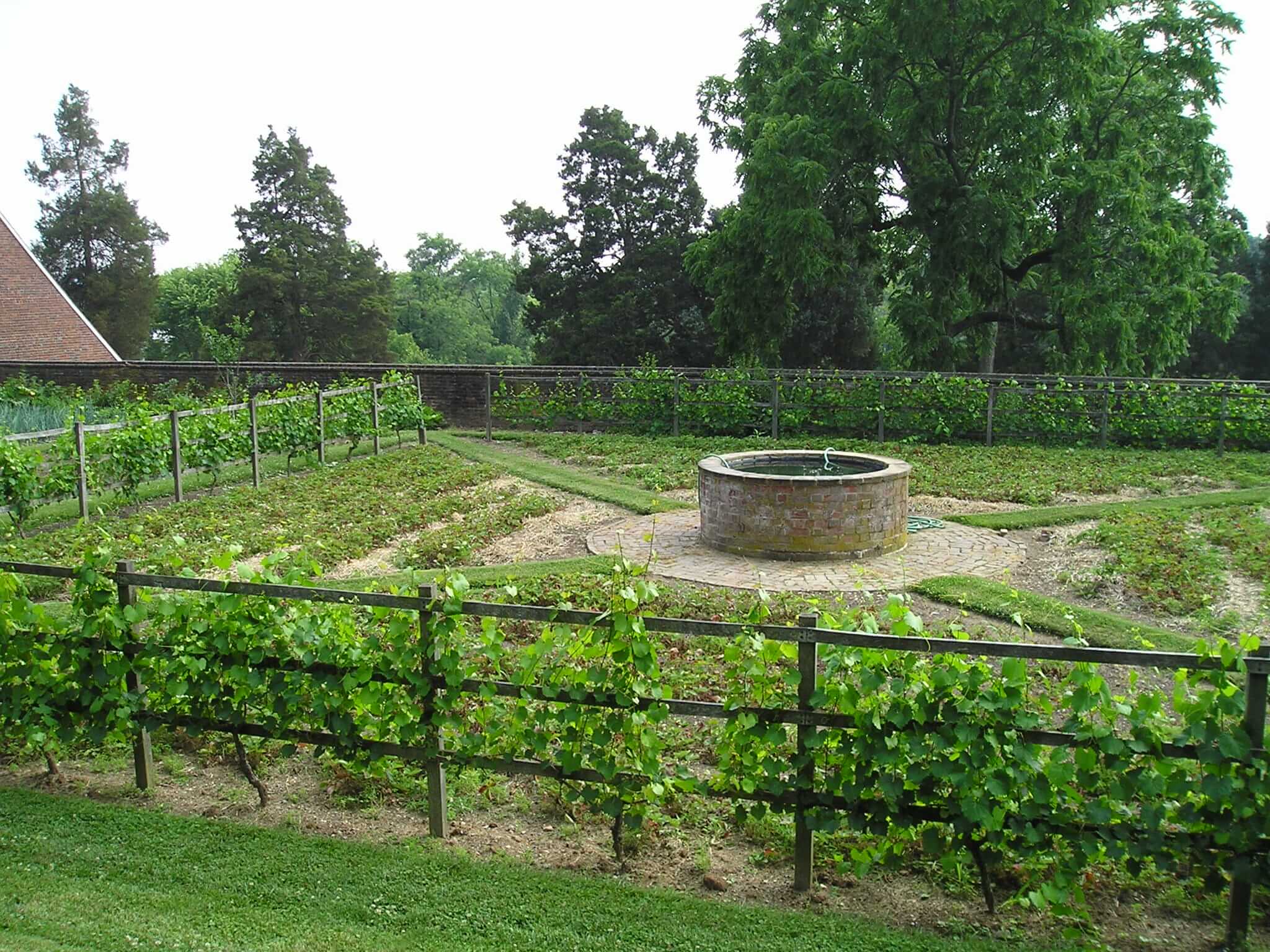 Colonial fencing surrounds the vegetable gardens at Mount Vernon in Virginia and supports well-pruned grape vines.