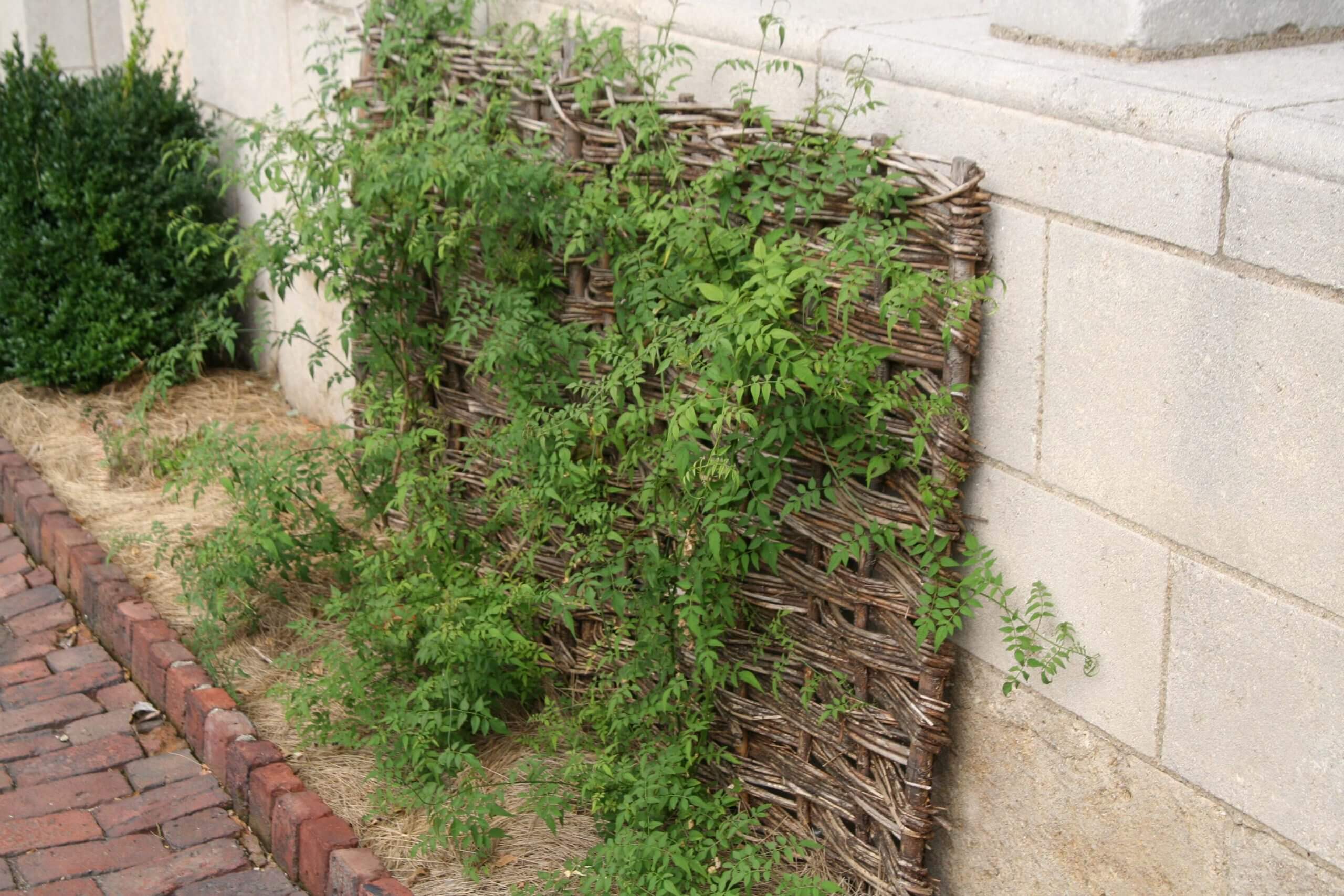 A traditional wattle trellis at the Cloisters in New York, NY