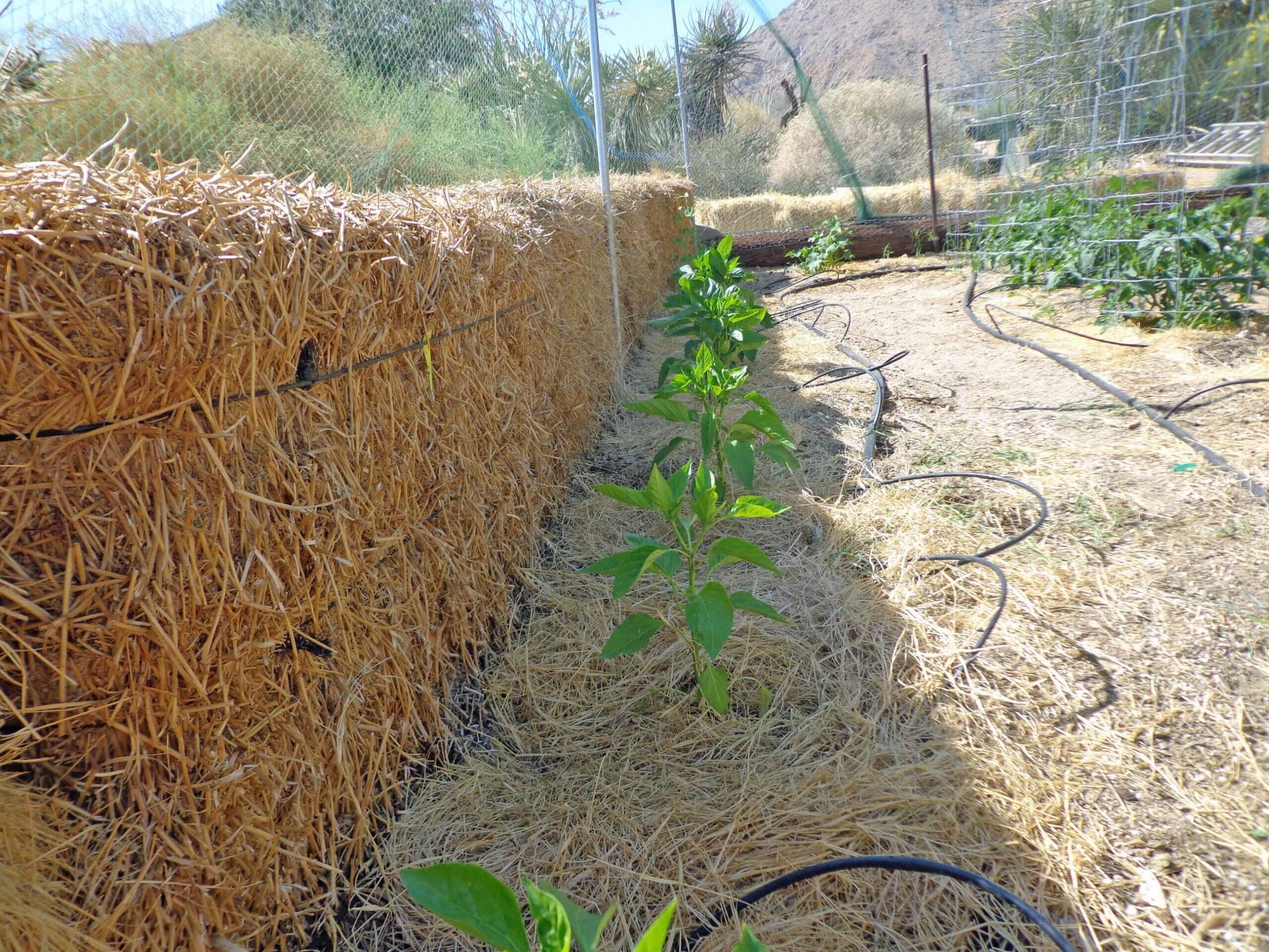 Soil Component - Horticultural Sand