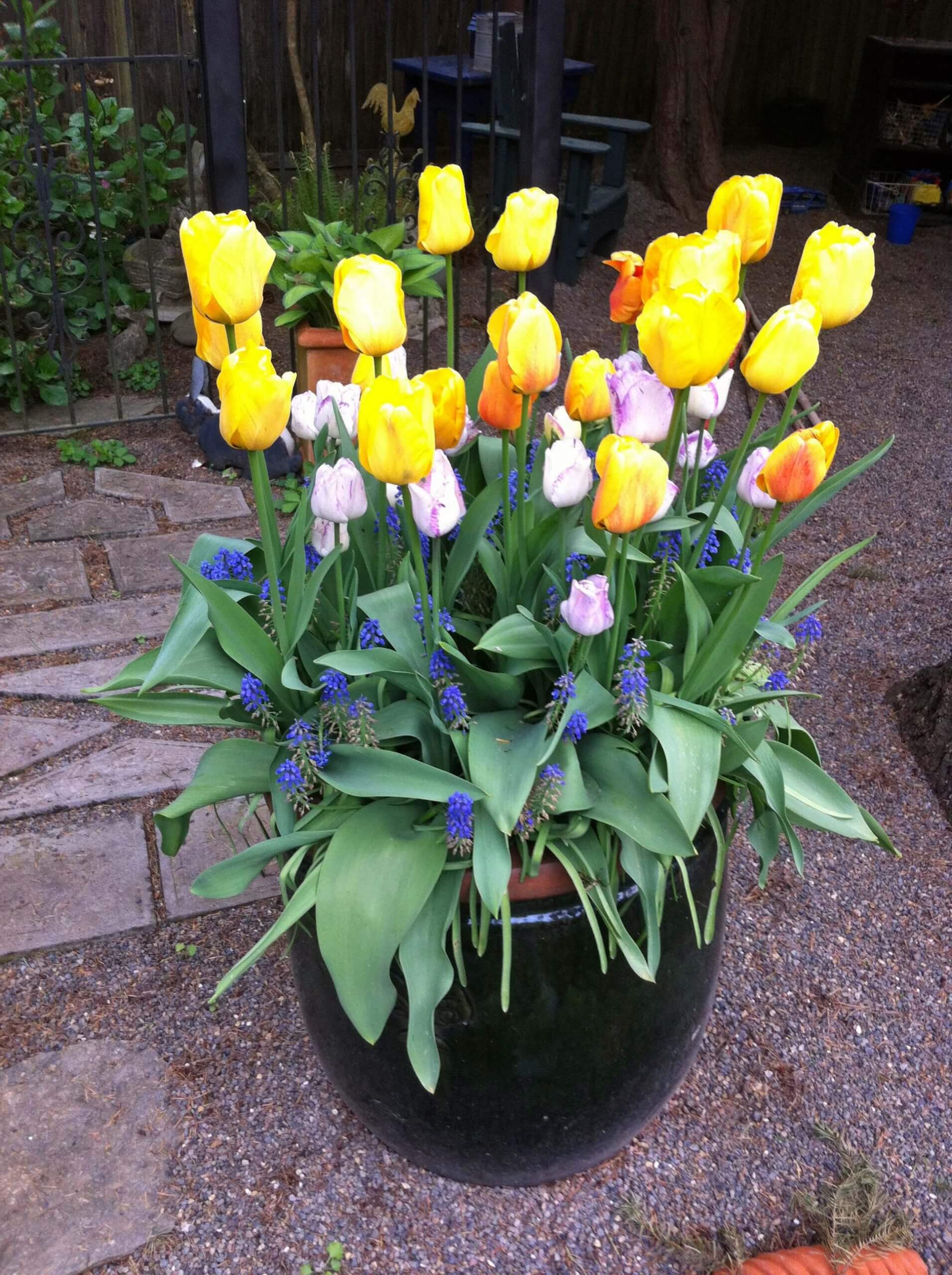 Tulips with grape hyacinths make wonderful spring color containers.