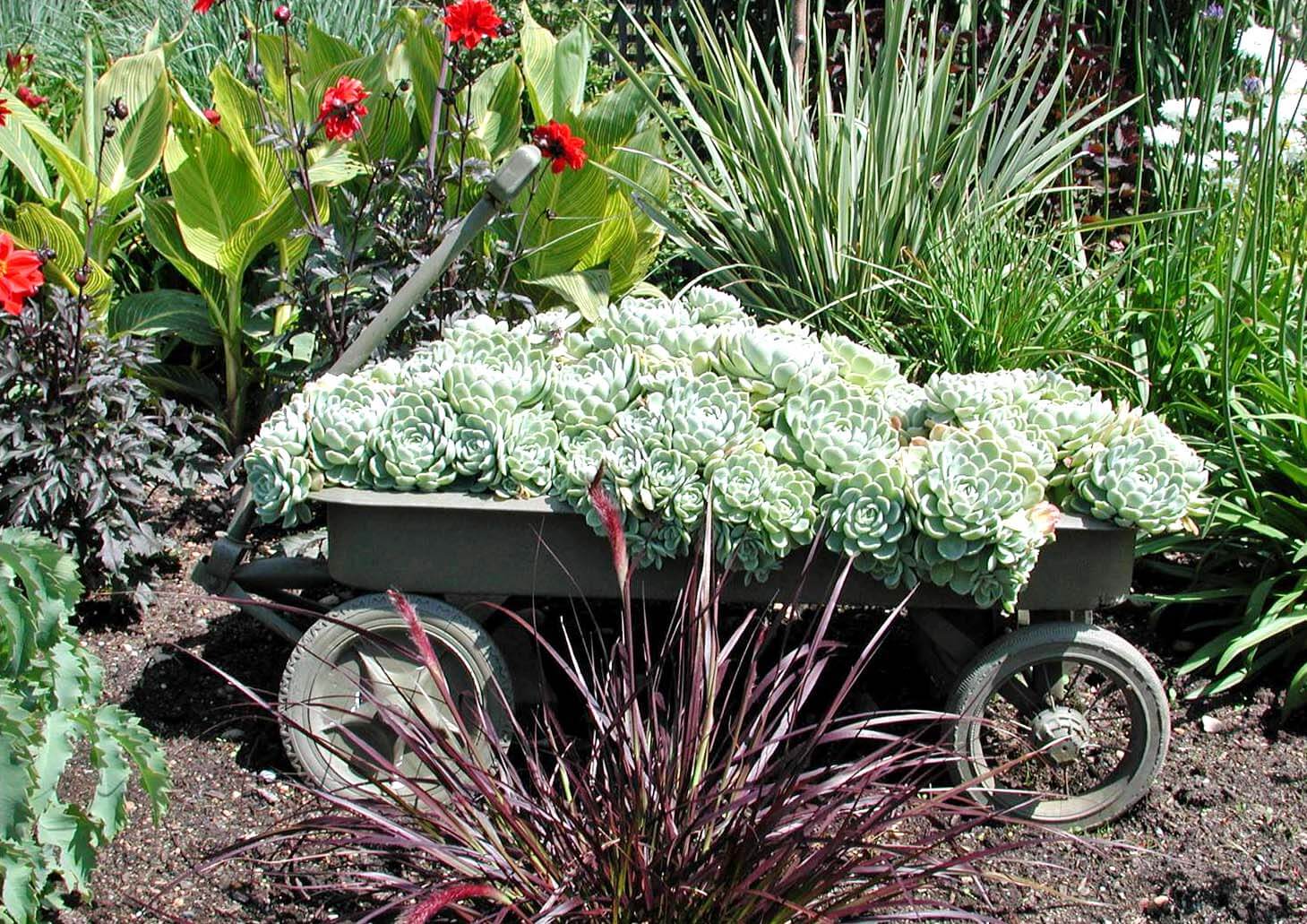 wagon with sedums