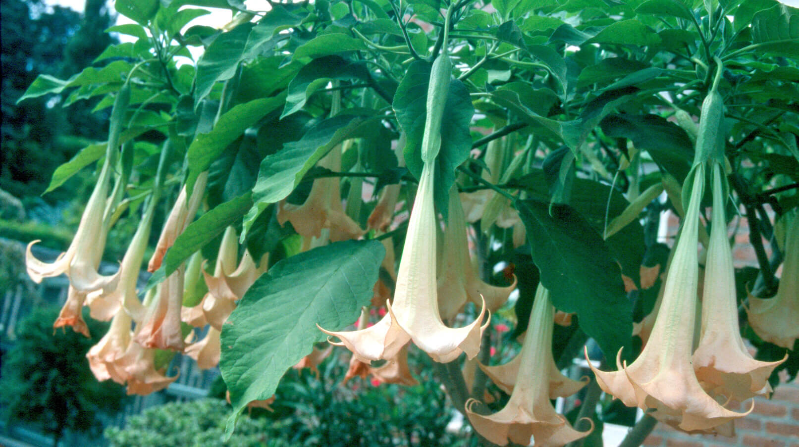 The large, drooping bells of Brugmansia flowers offer delicious evening fragrance.
