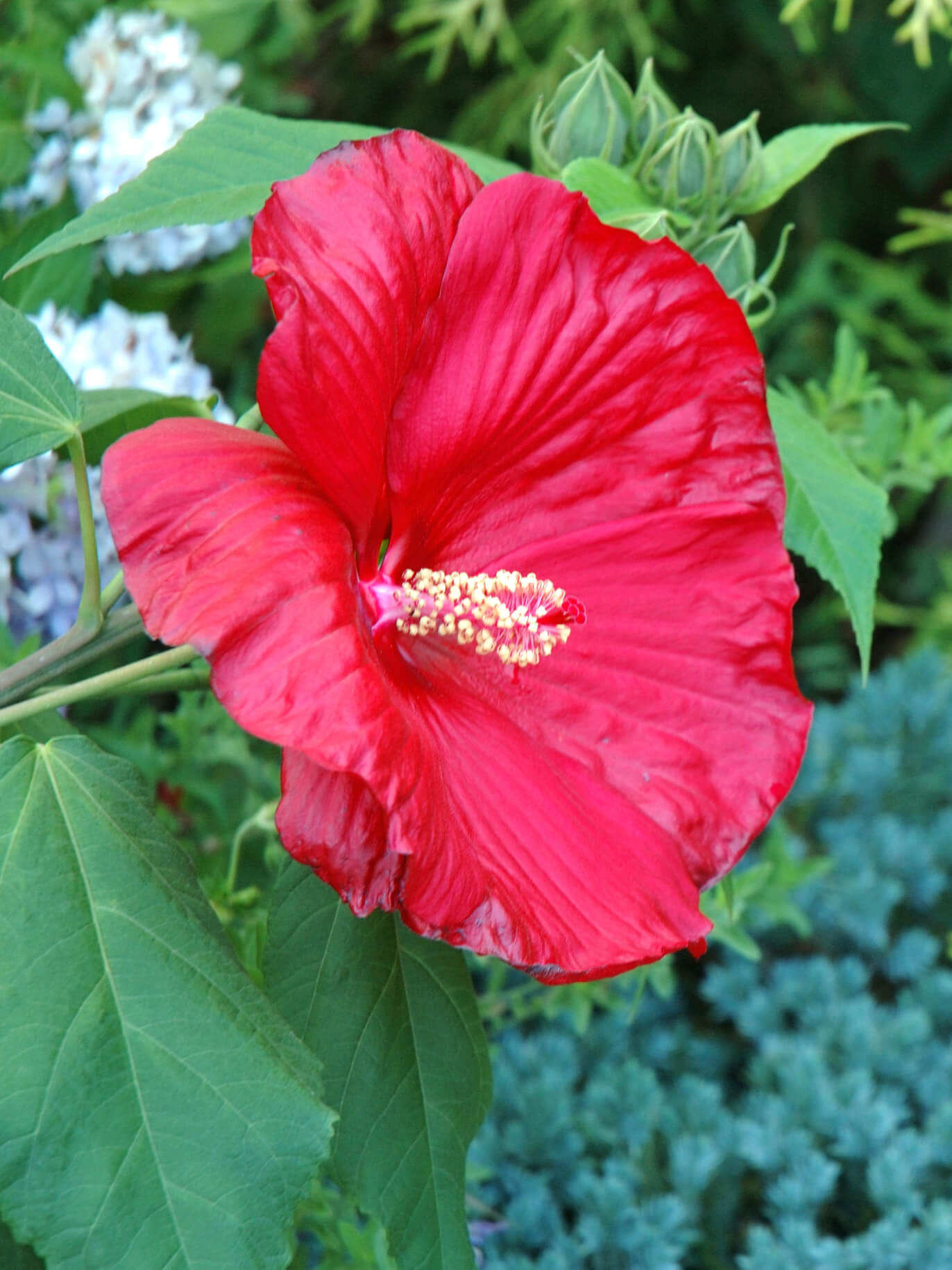 Hibiscus flowers are some of the largest in the warm, summer months.