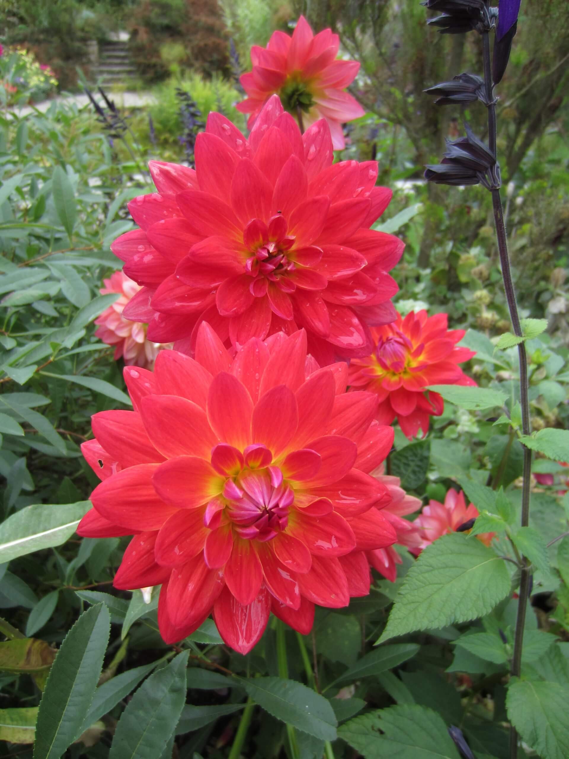 Dinner plate dahlias are popular in cooler elevations of the South.