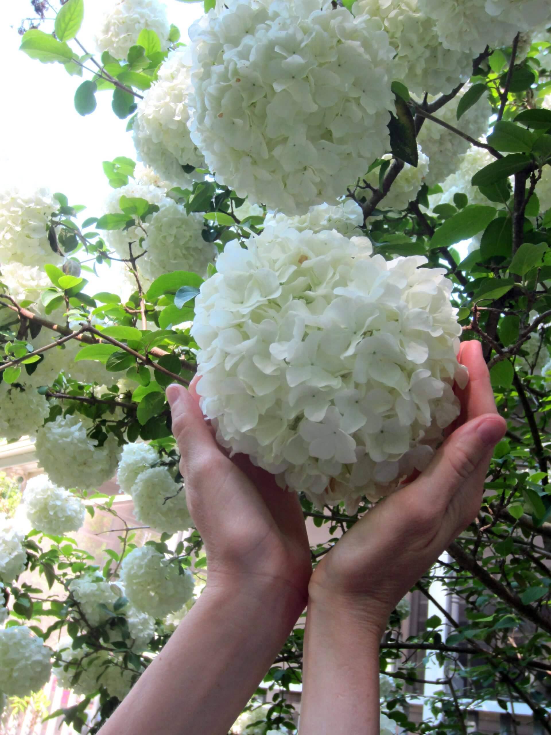 Chinese snowball (Viburnum macrocephalum) flower clusters add drama to the spring garden.