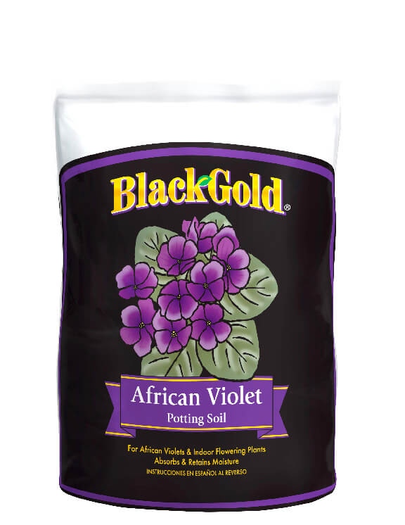 BG African Violet front-2