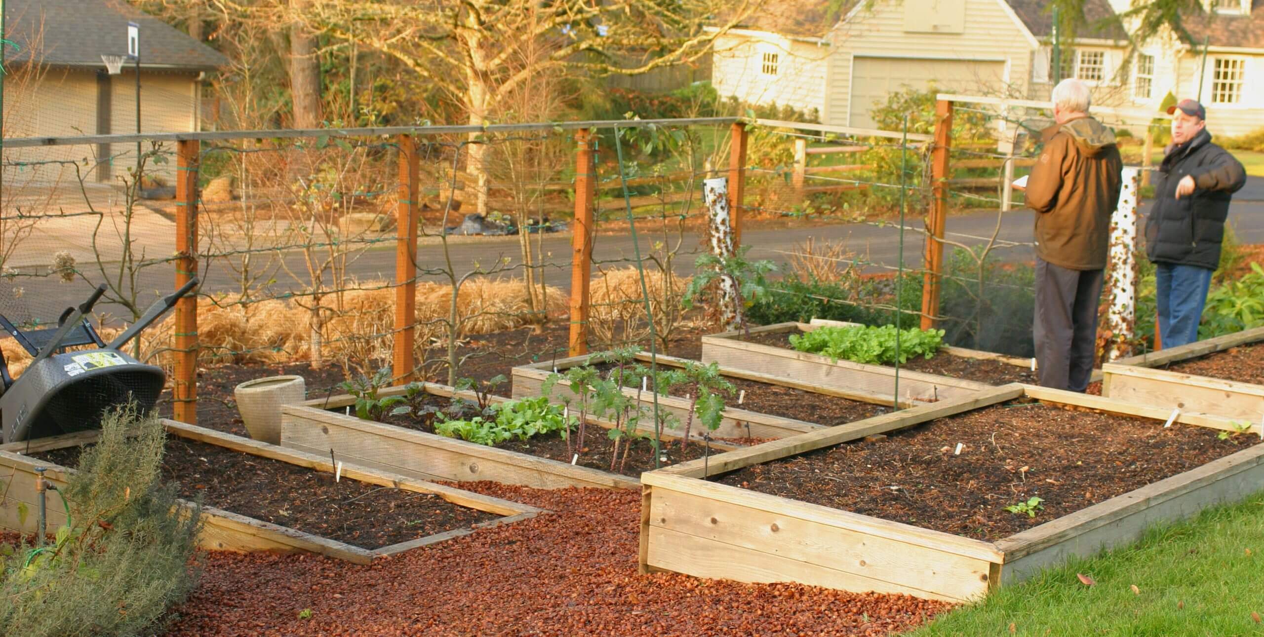 Freeman Garden raised beds for Darcy