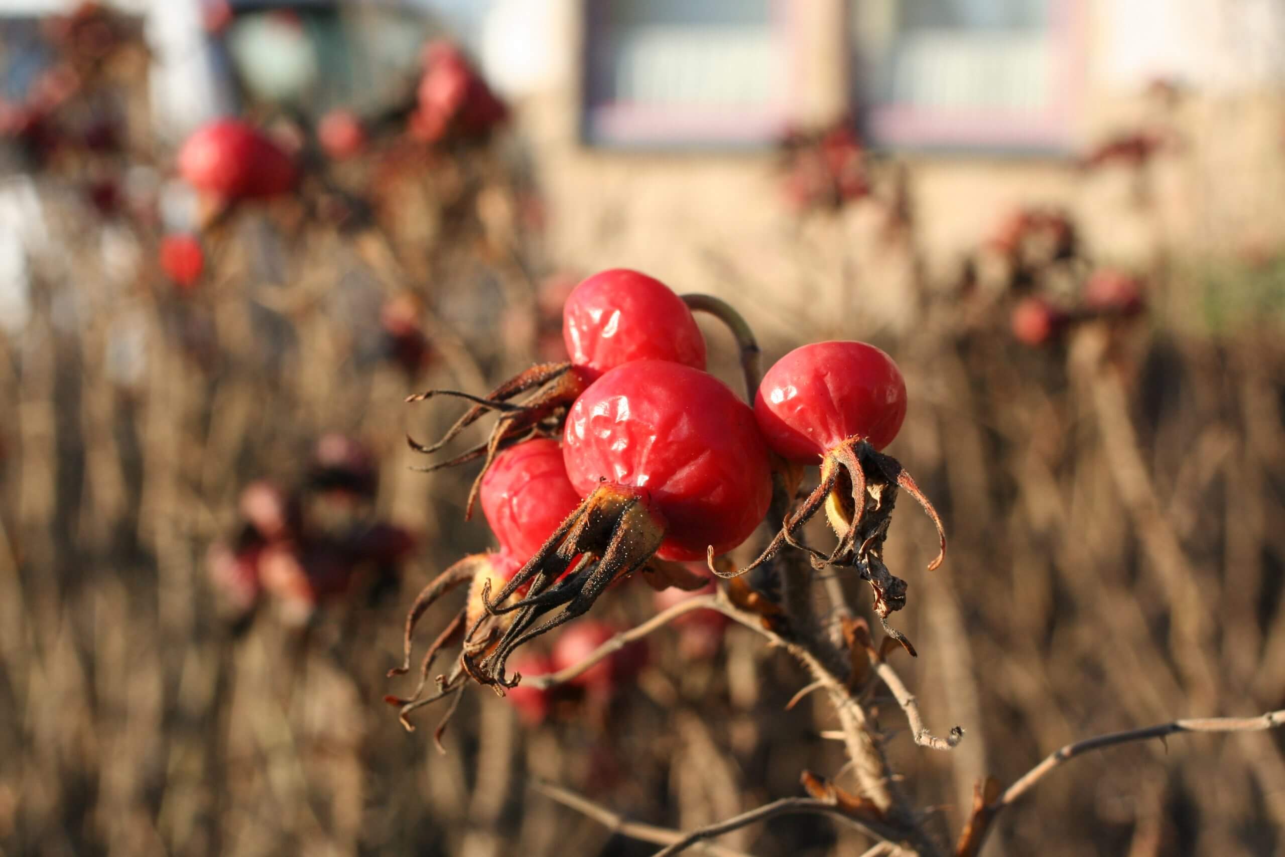 Rugosa hips continue to look pretty into winter until they are consumed by wildlife.