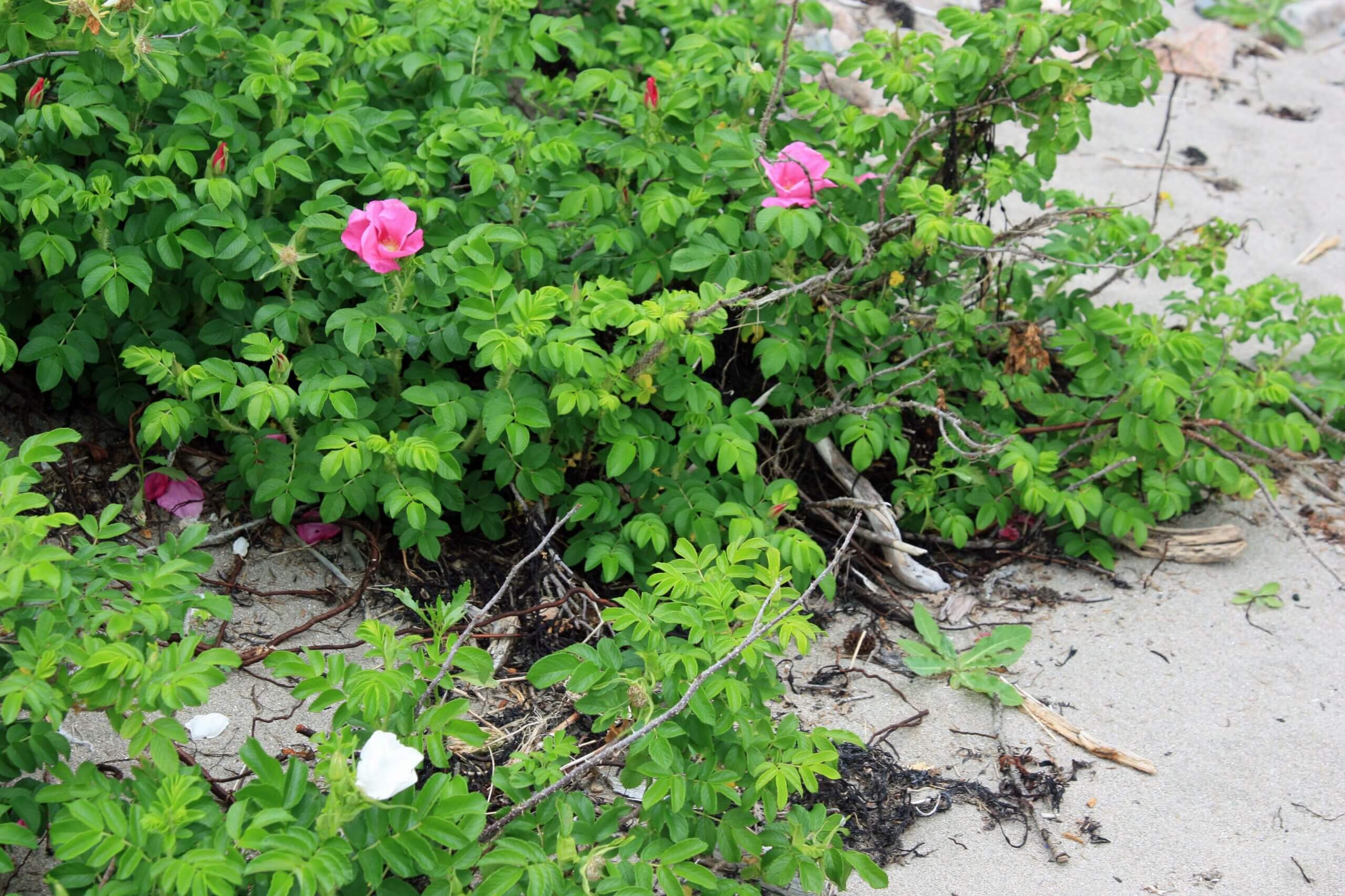 These wild rugosa roses have formed brambly thickets along a sandy beach.