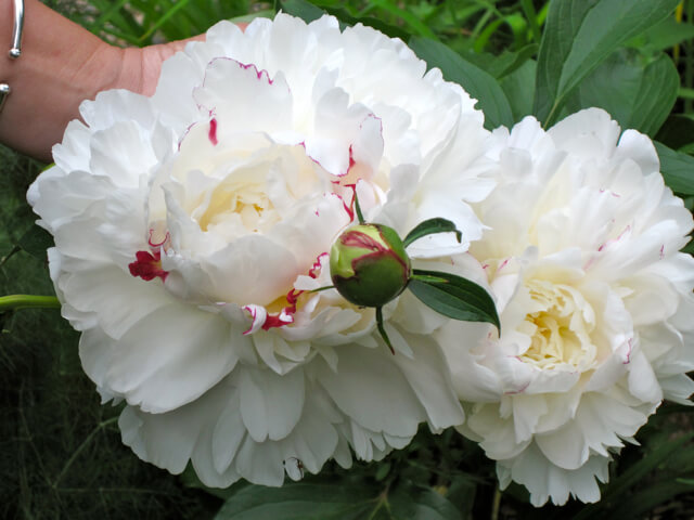 Large, double peonies are some of spring's largest flowers.