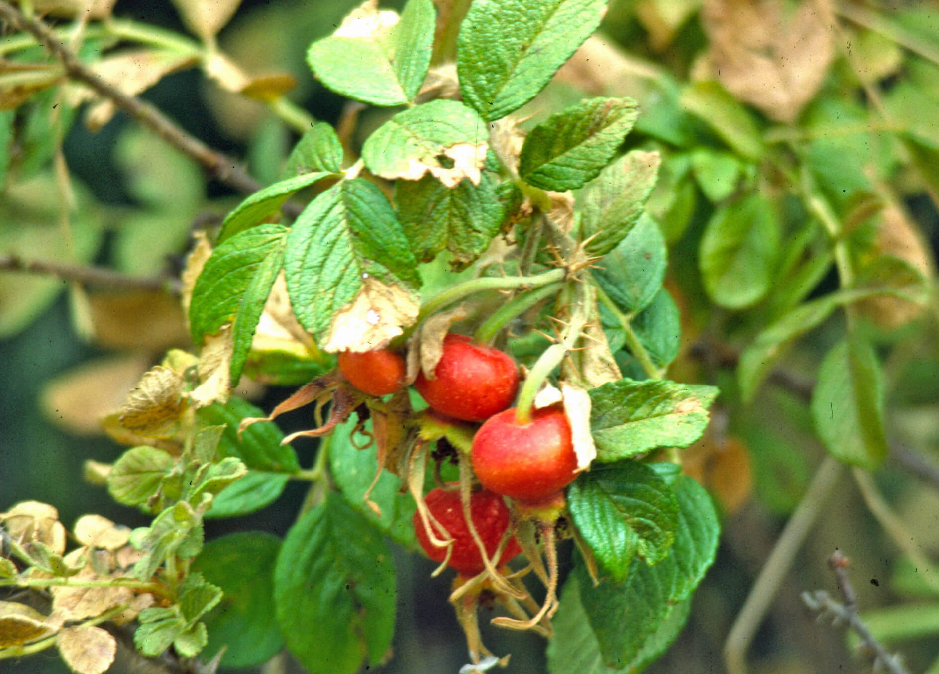 rose rugosa hip