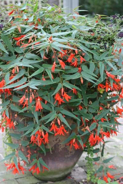 The bright orange flowers of Begonia 'Bonfire' are a sure hummingbird lure. (Photo by Jessie Keith)