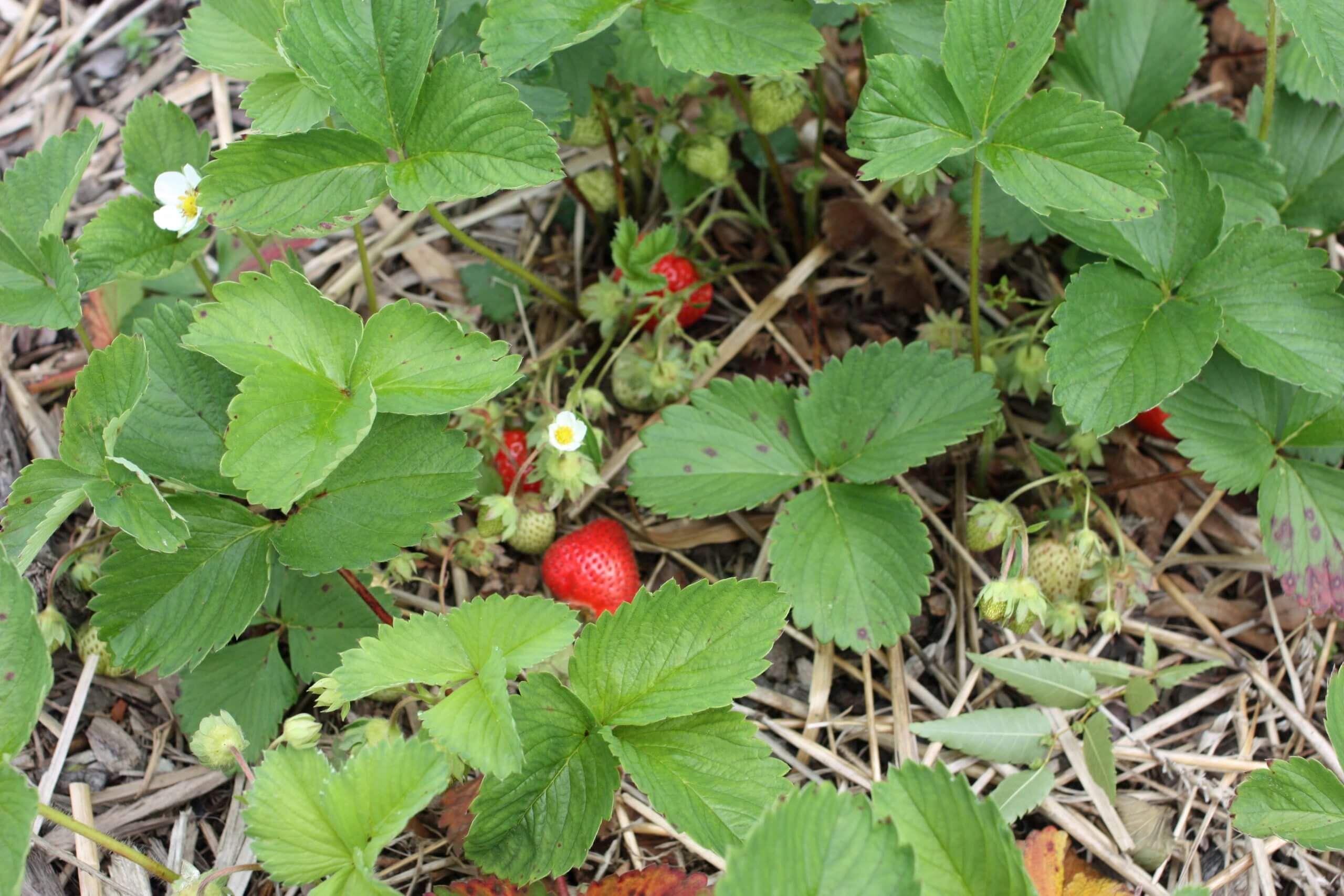 A little bit of seed-free straw or hay makes a great bedding for strawberry plants.