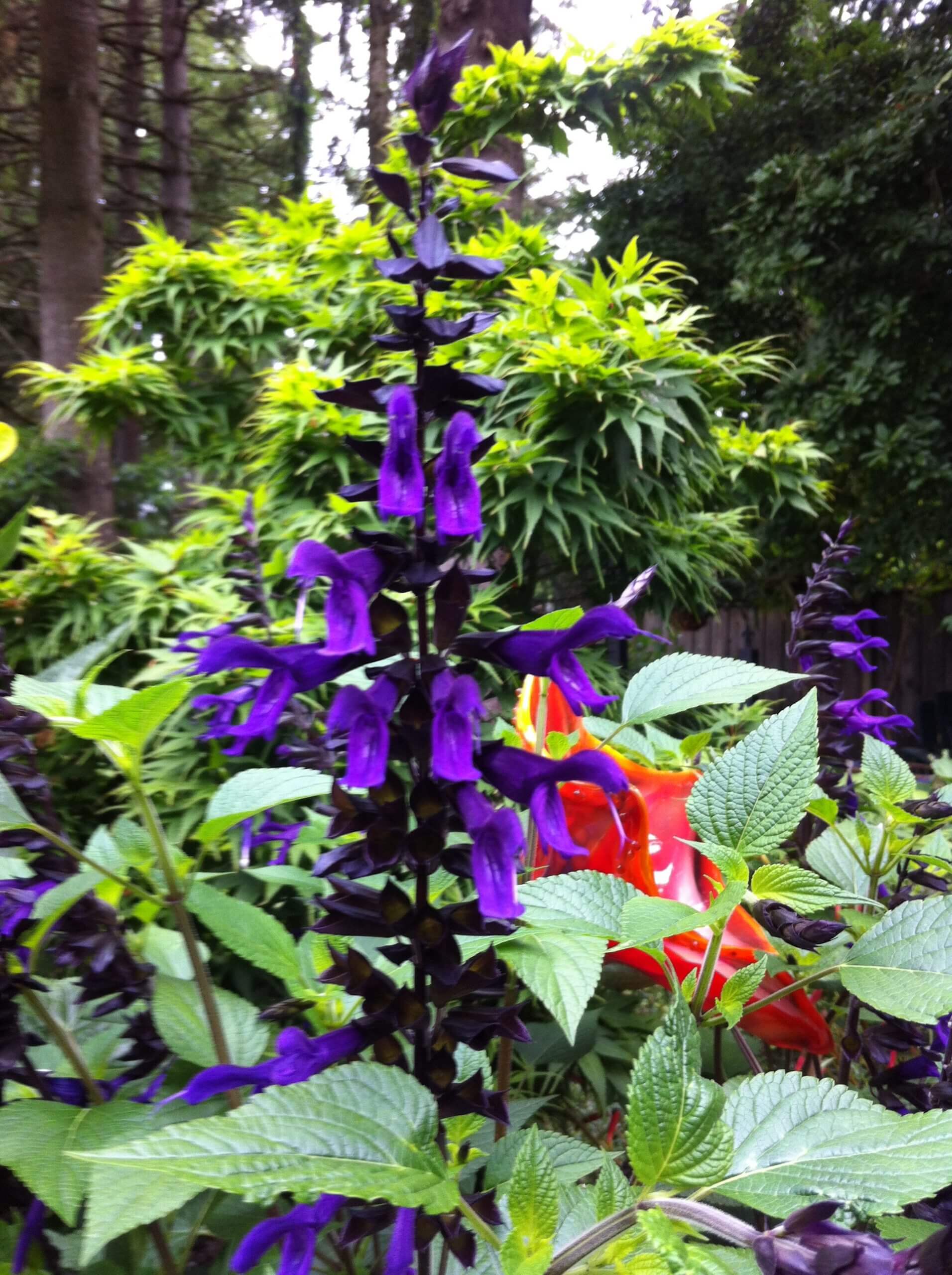 Salvia 'Amistad' is a deep purple beauty that attracts lots of hummingbirds.