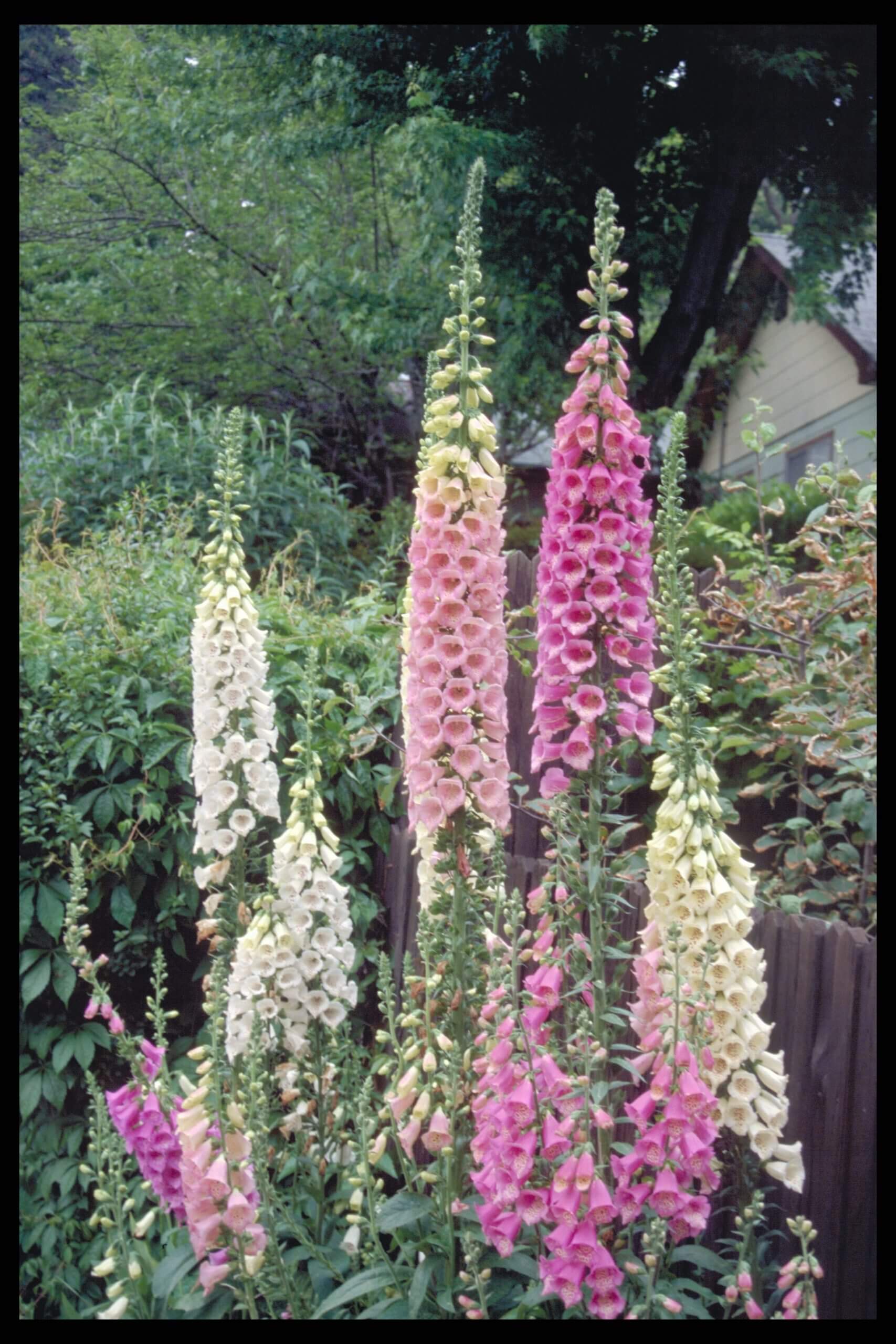 The height of foxglove flower spires makes this a truly outstanding accent for porch or balcony.