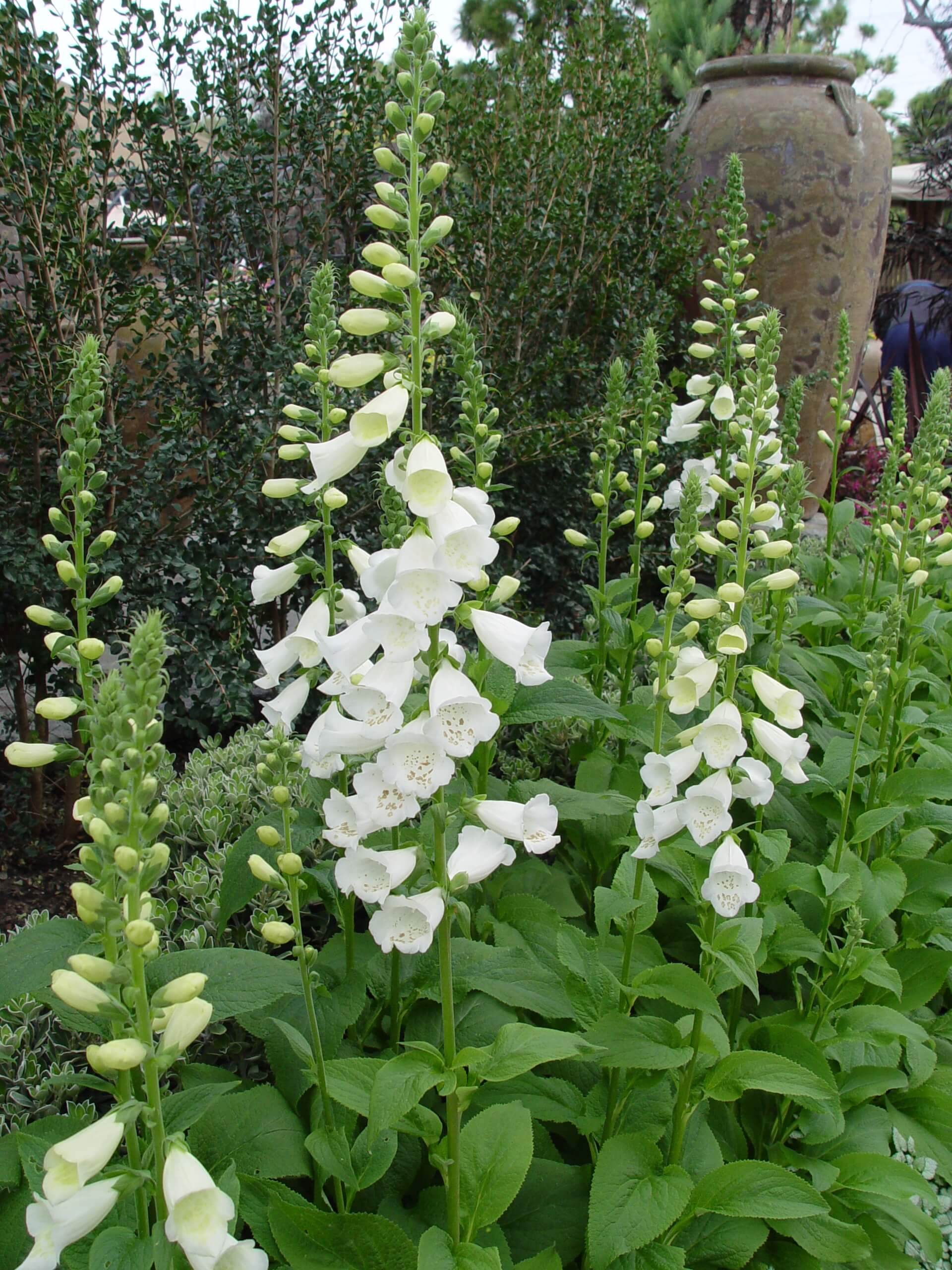 The classic purple foxglove attract bumblebees more efficiently than white-flowered variants.