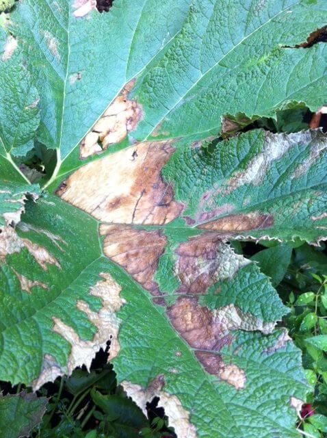 Some plants with heat and sun sensitivities have developed scorched leaves, like this Gunnera.