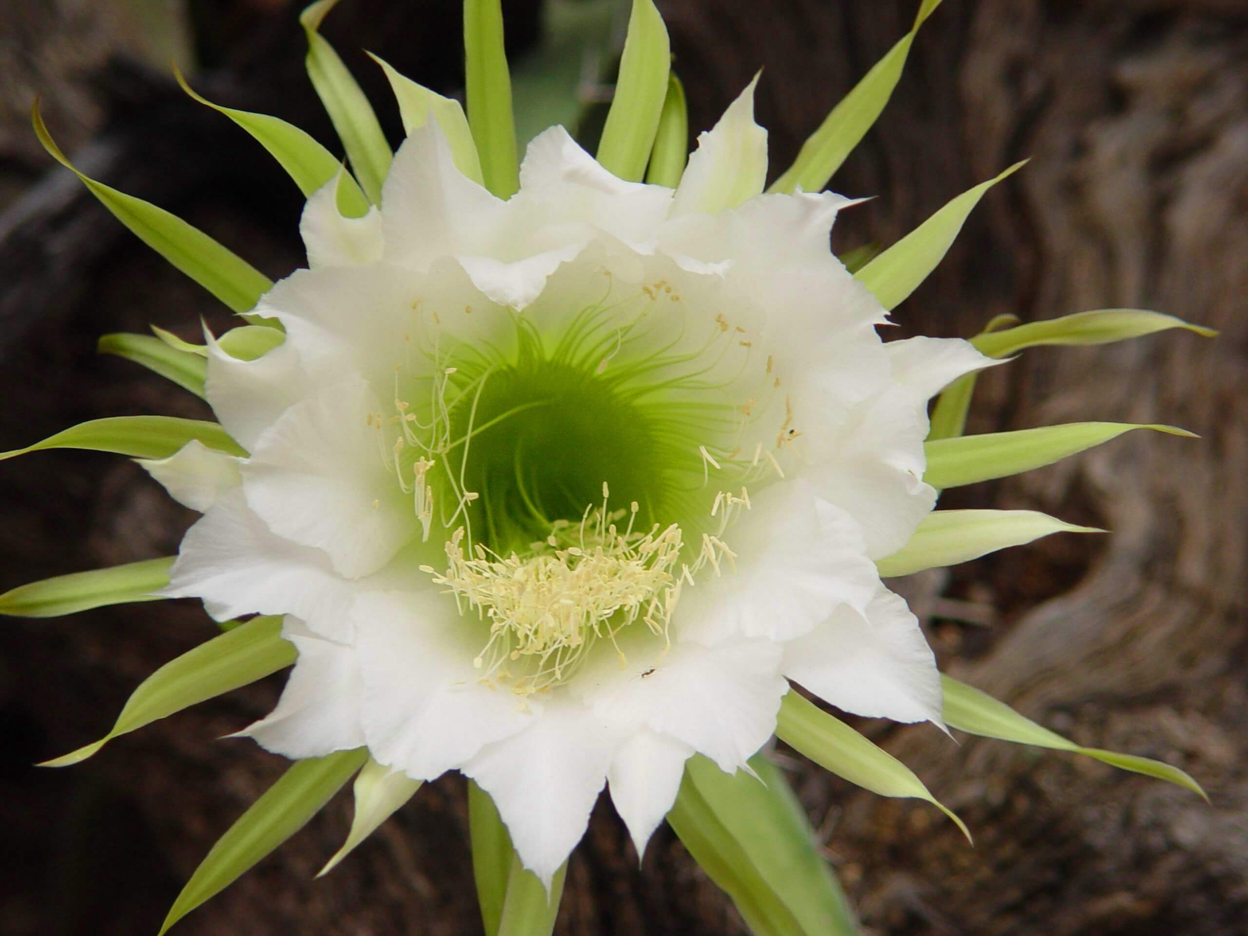4.21A hylocereus triangularis flower