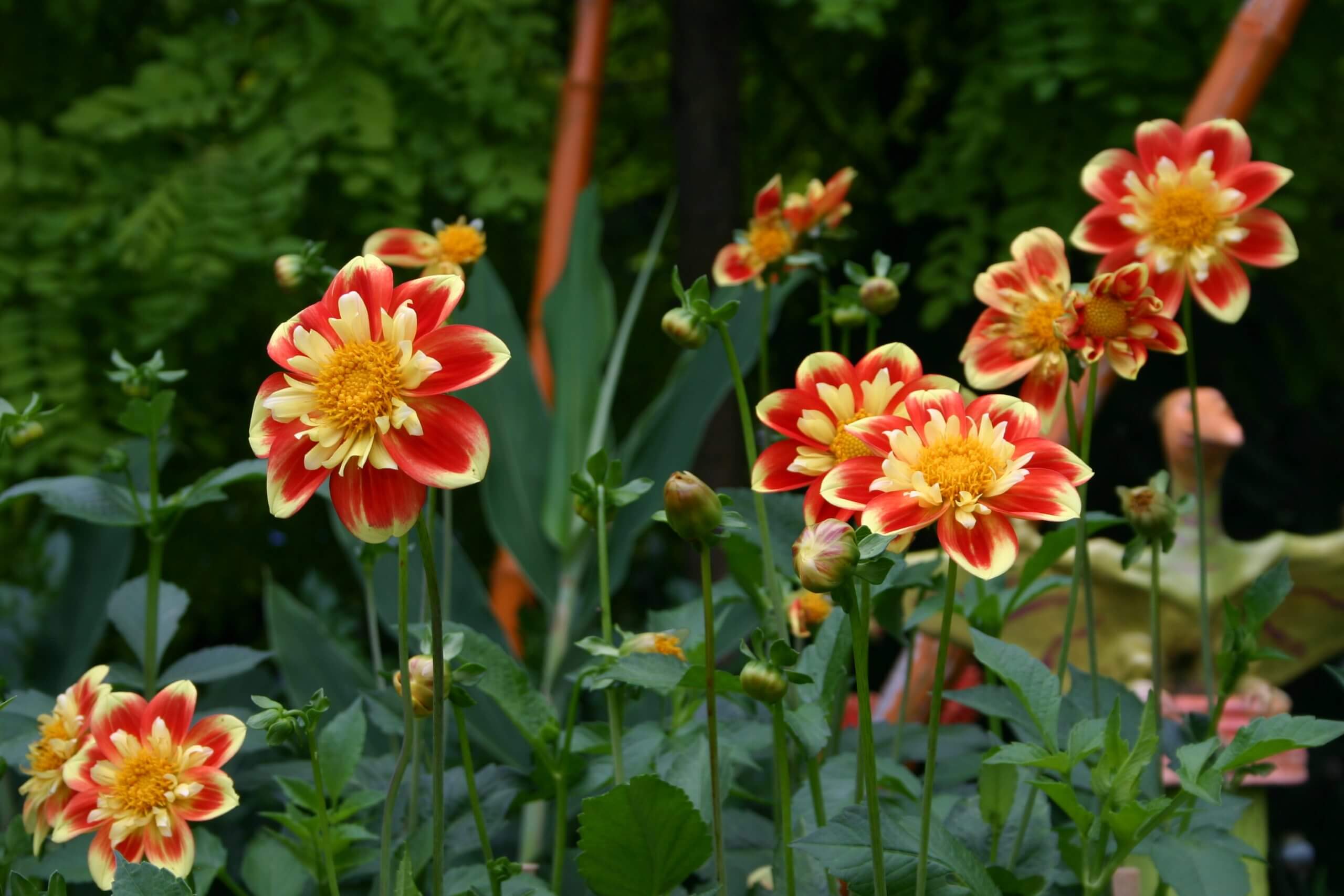 IMG_8295 Dahlia Pooh