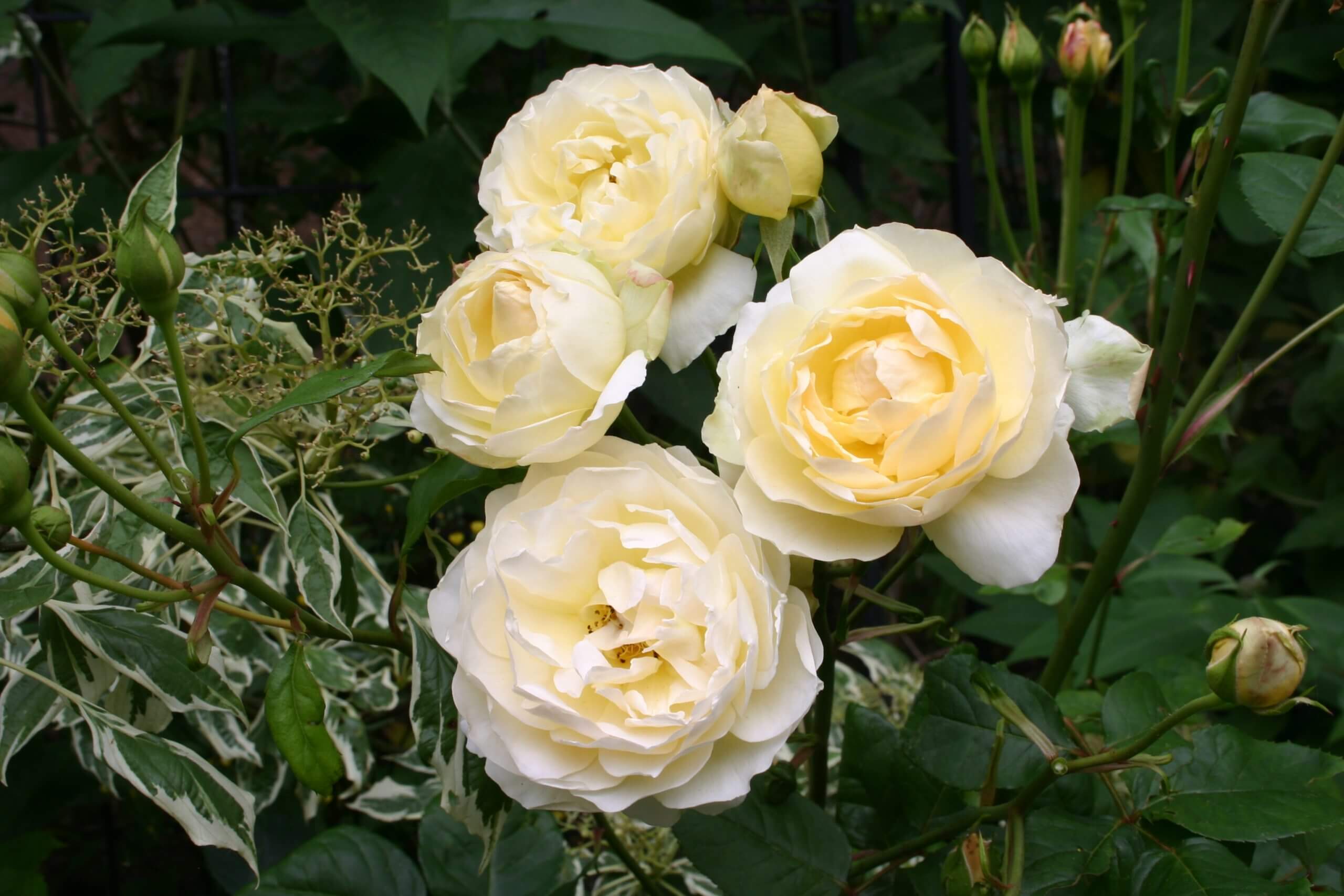 Prune roses a little bit here and there throughout the season rather than all at once annually.