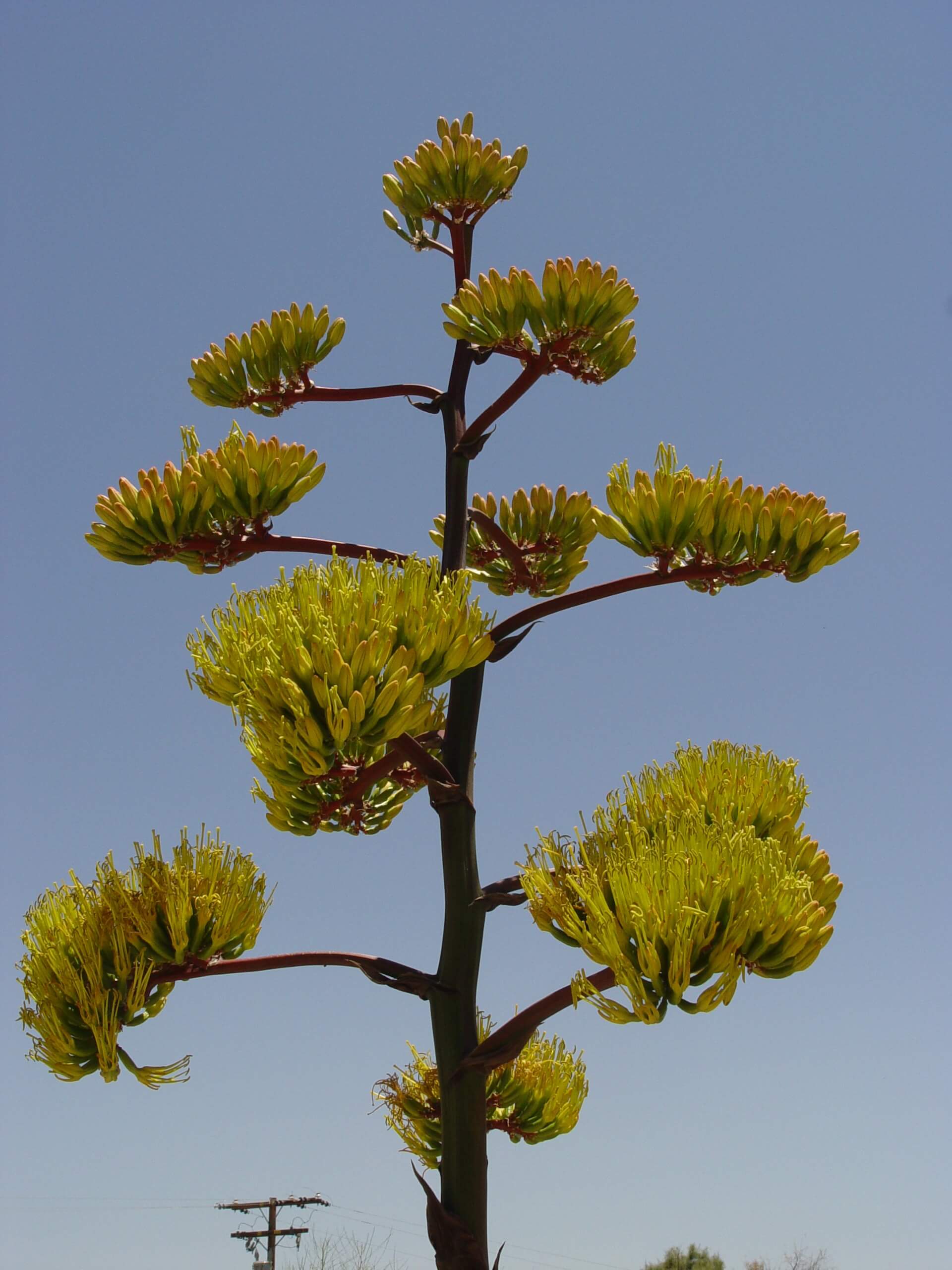 agave stalk