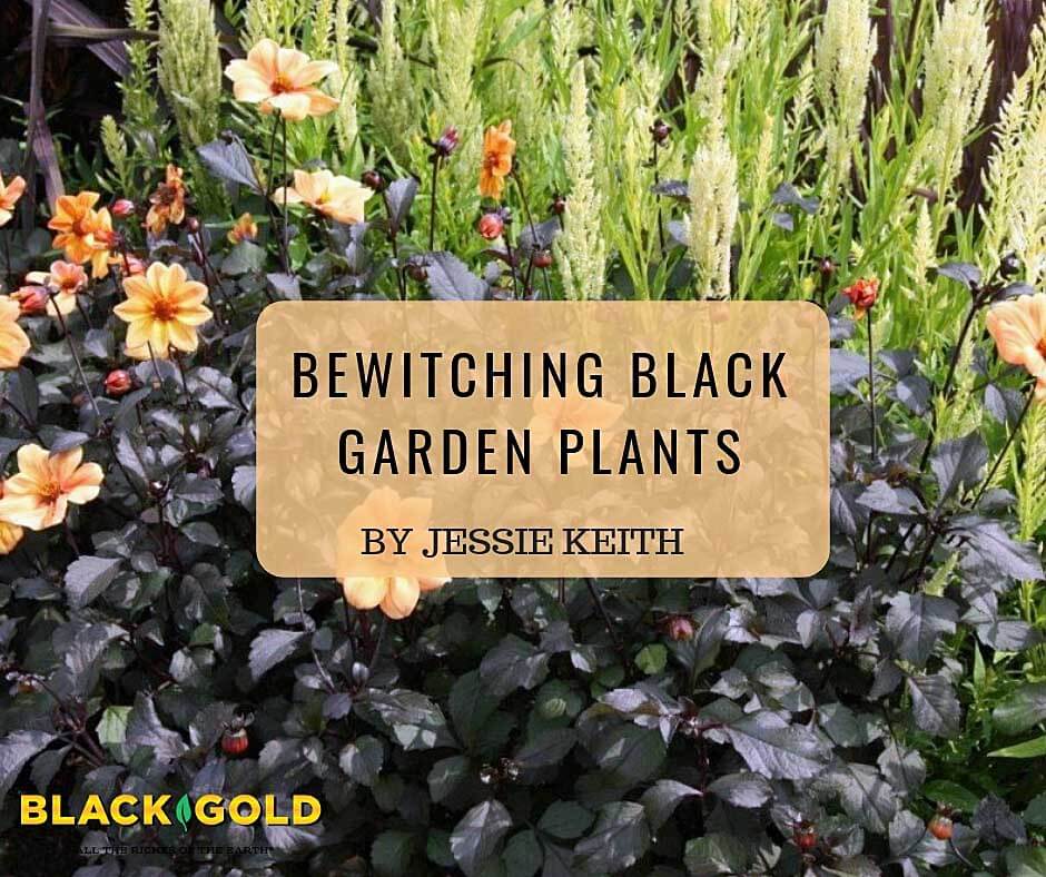 Bewitching Black Garden Plants – Black Gold