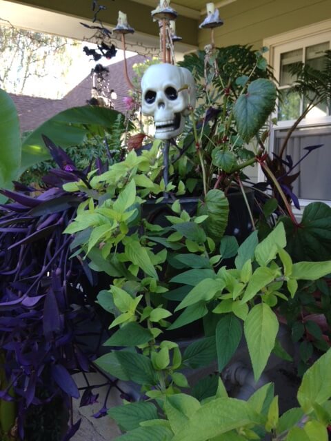 A simple plastic skull placed in the middle of a hanging basket looks seasonally spectral.