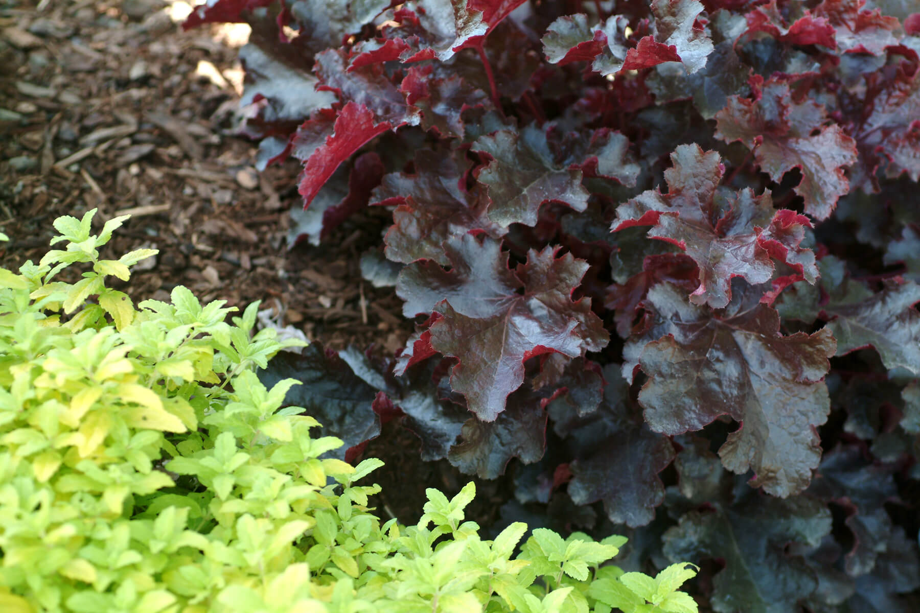 Heuchera_Black_Beauty_2b