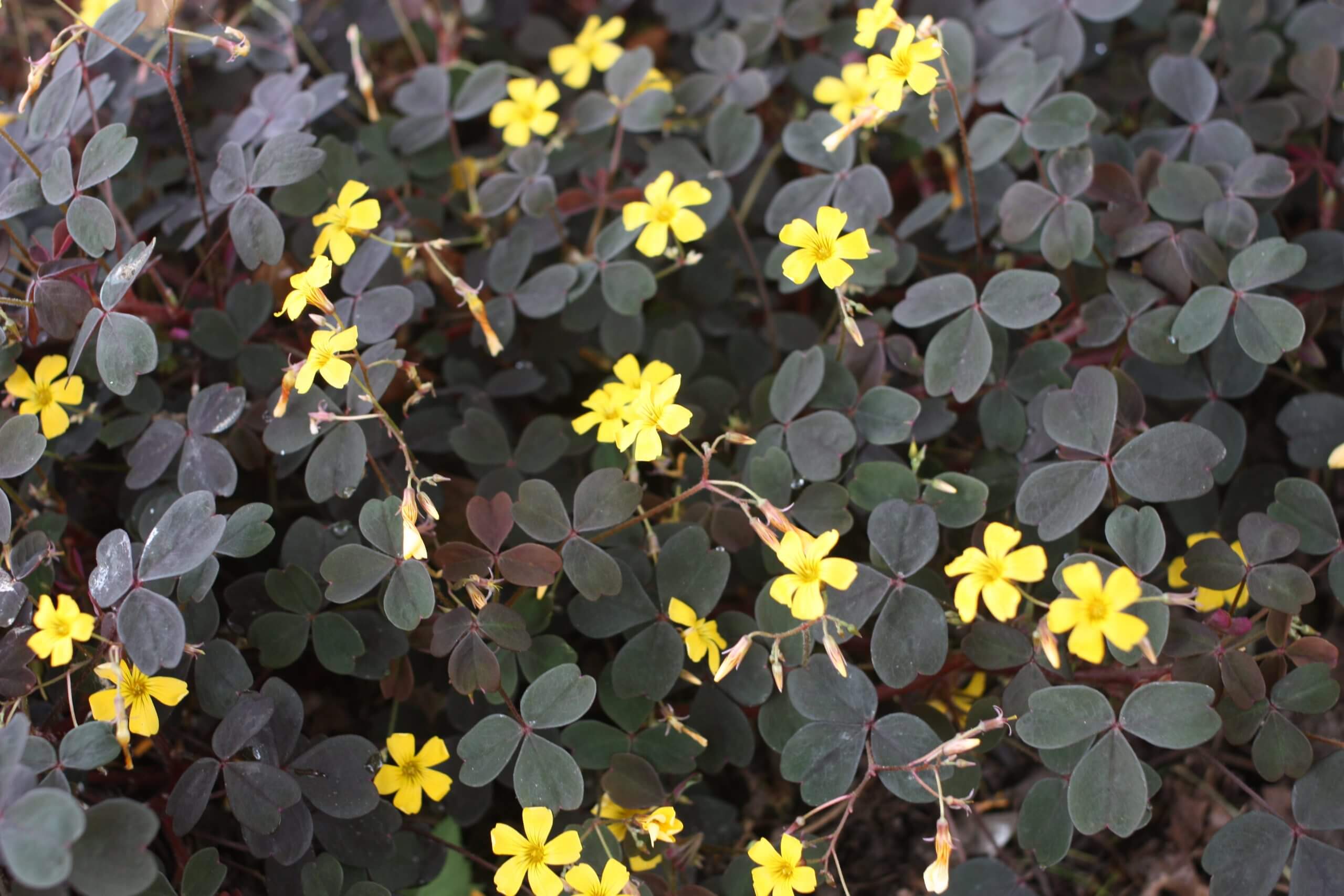 Zinfandel oxalis