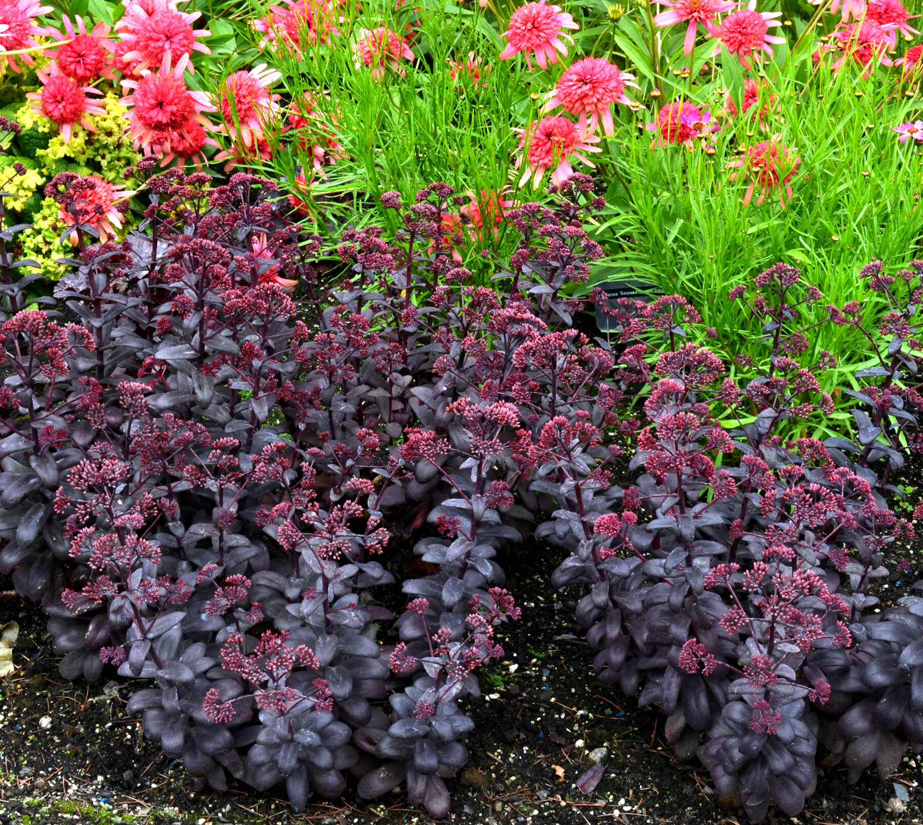 The upright Sedum 'Desert Black' is tolerant of heat, drought in addition to offering unique garden color. 