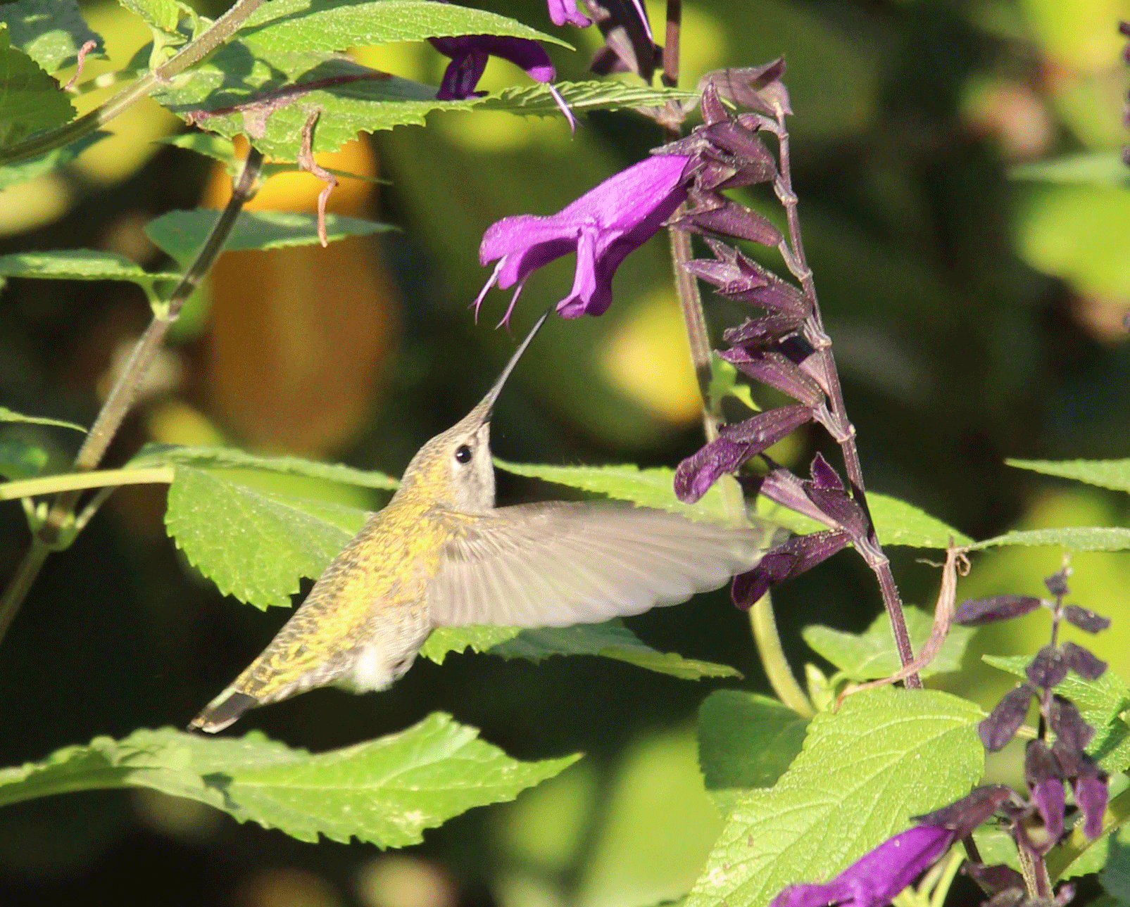 Anna's at Salvia 'Amistad'