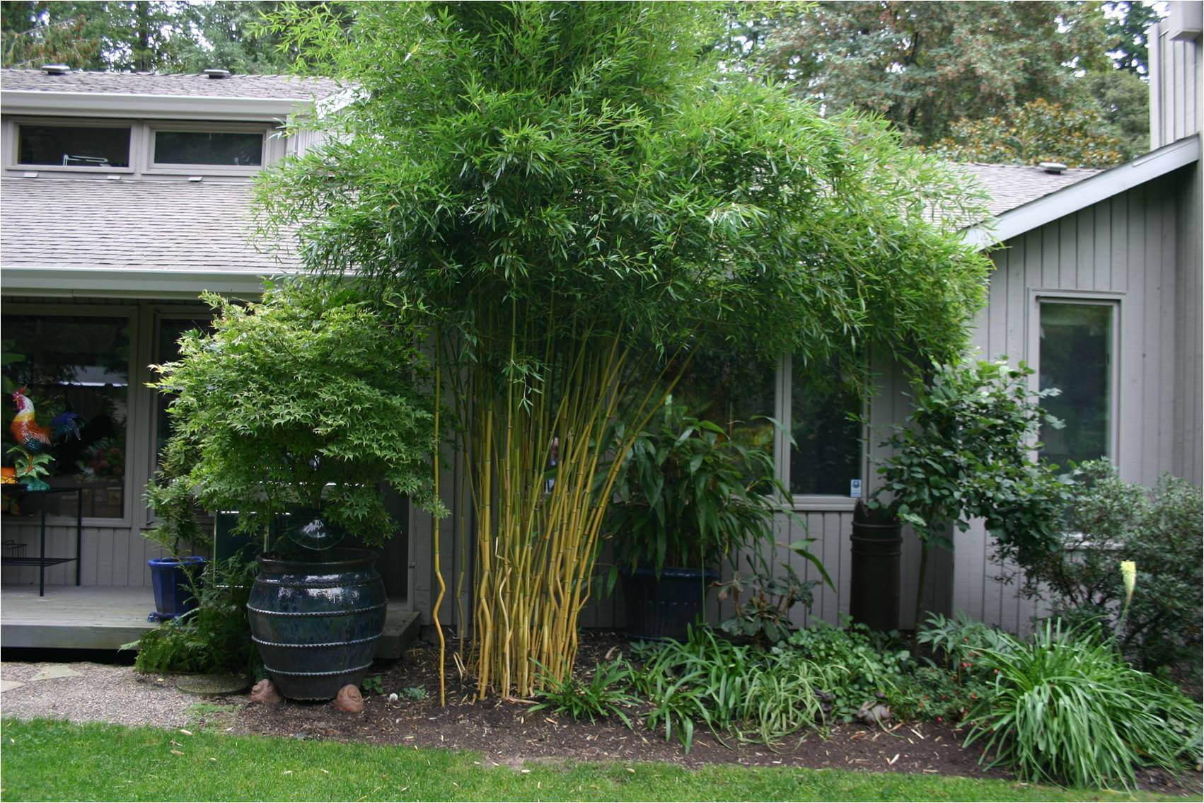 Bamboo Crookstem