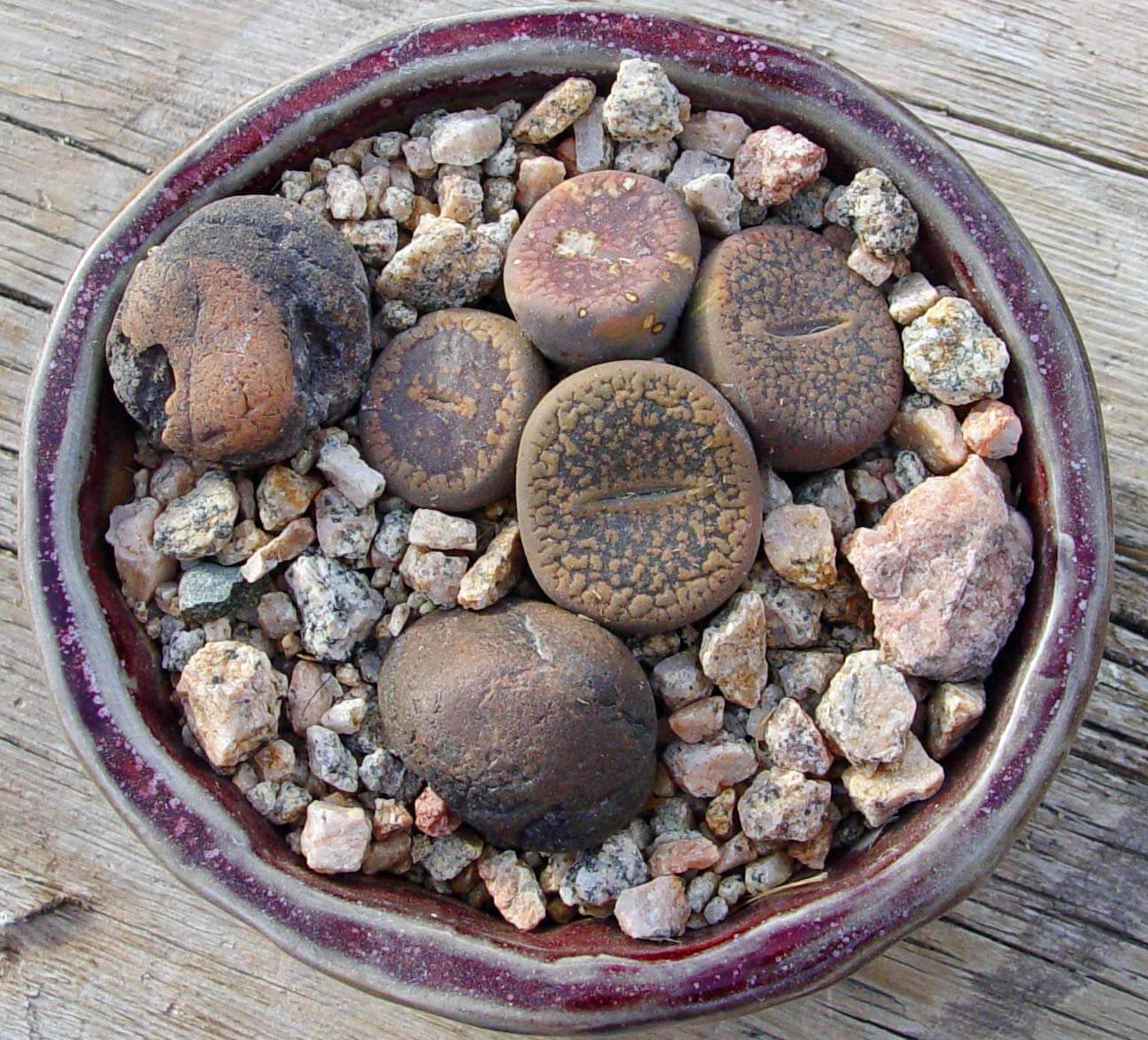 A pot lithops with pebbles that match to show its unique ability to blend into gravel for protection.