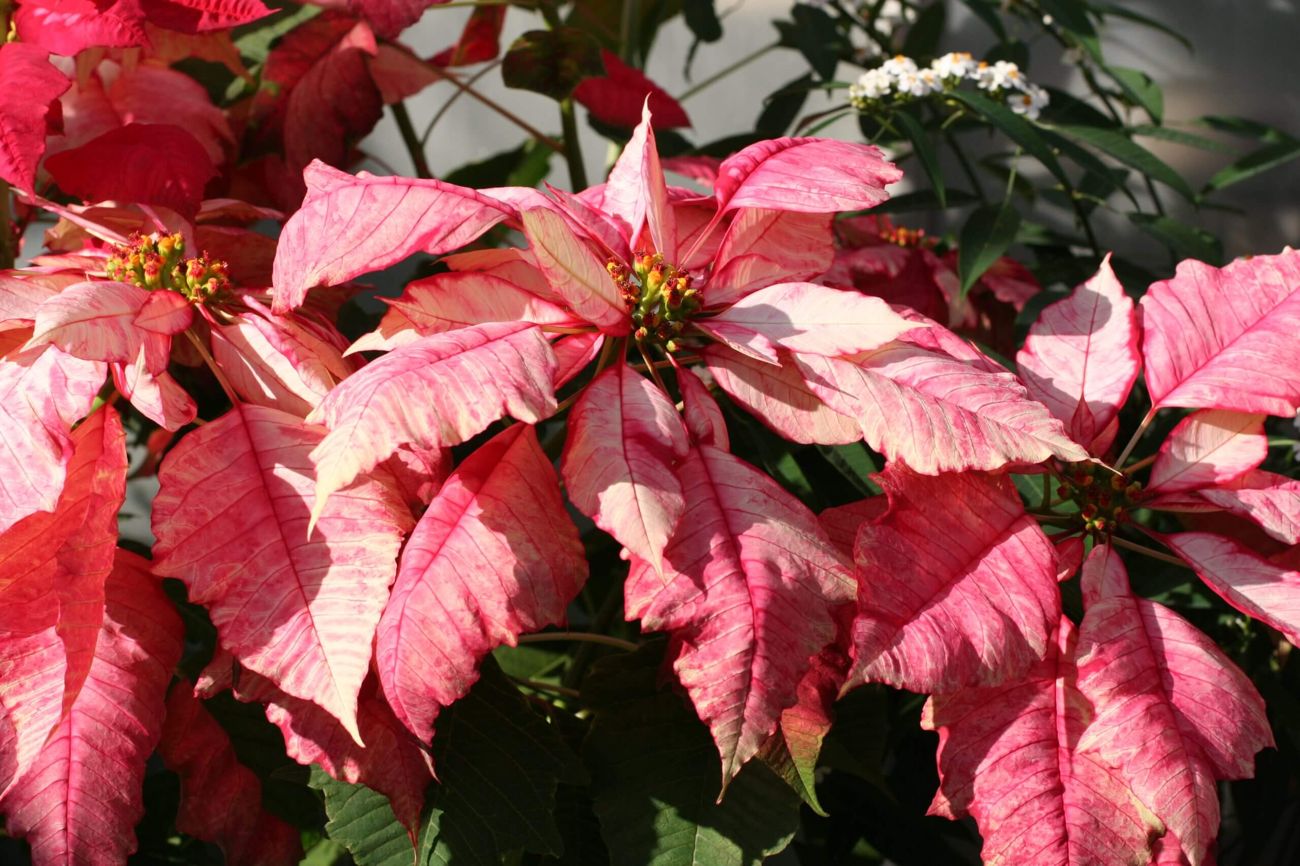 poinsettia