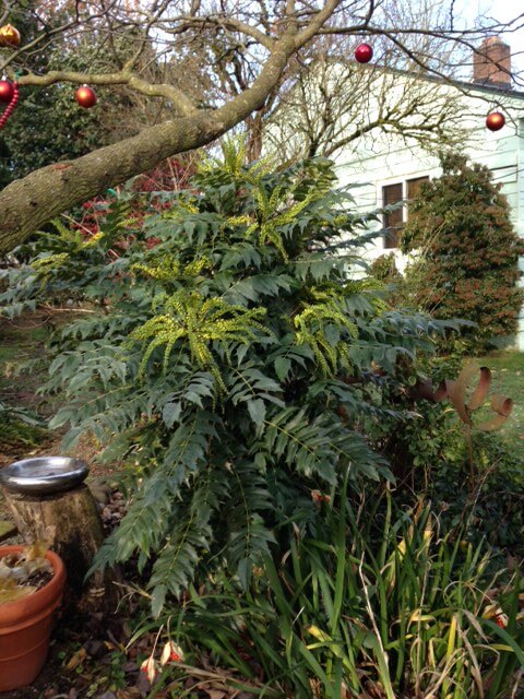 Mahonia