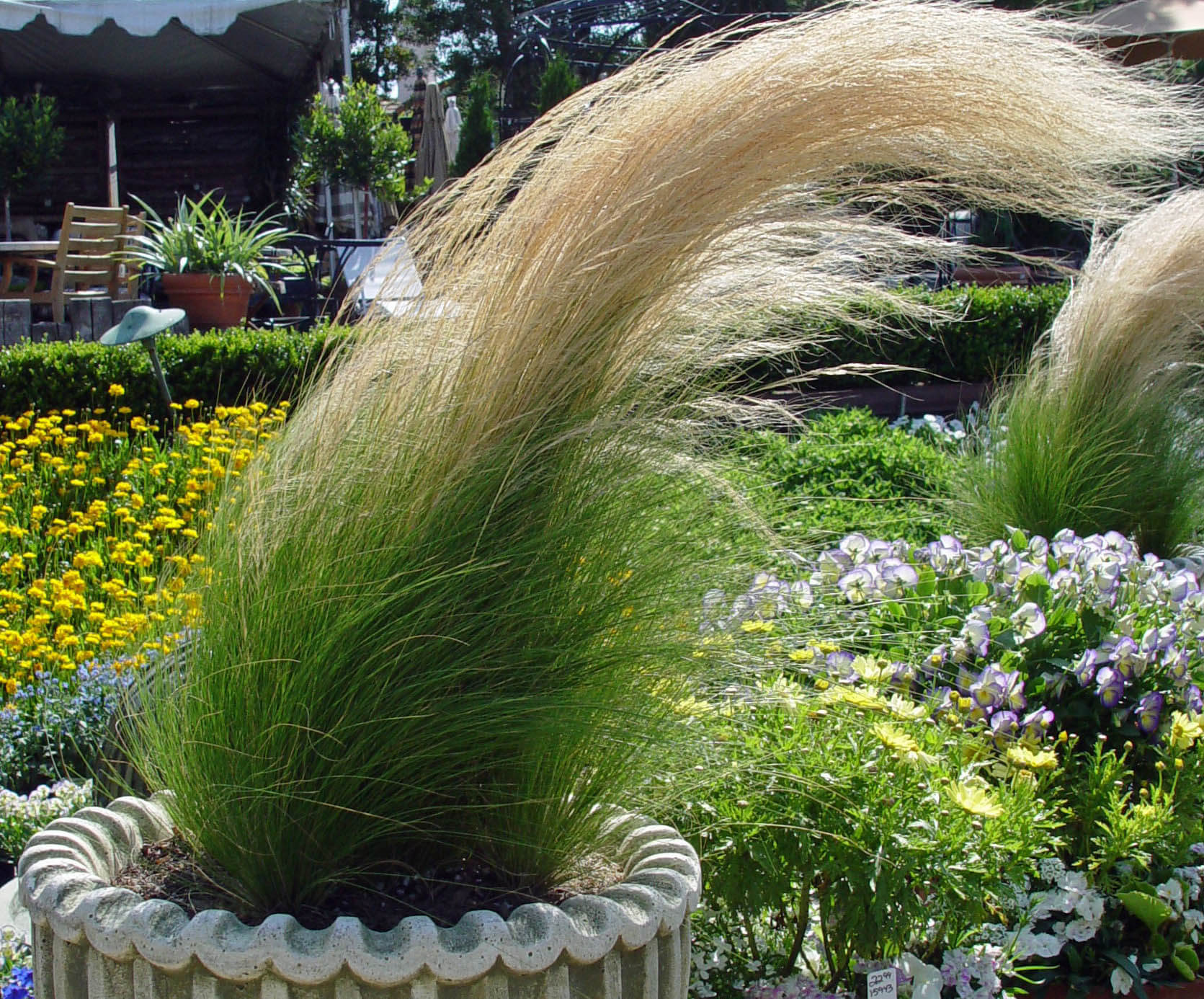 hair grass2