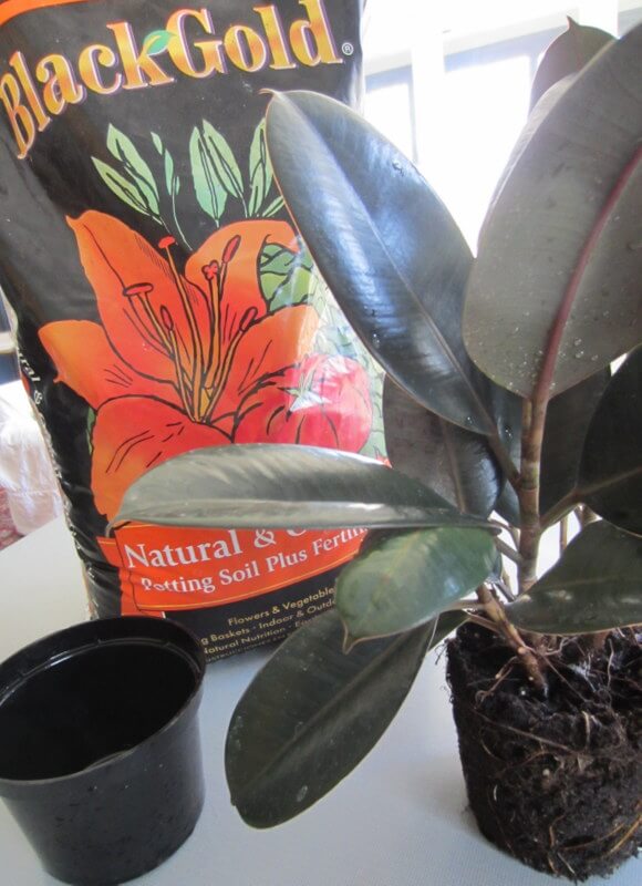 Friable, organic, soilless potting medium is perfect for house plants.