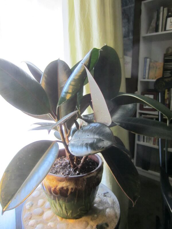 A very happily repotted rubber tree sitting next to my desk, again. 