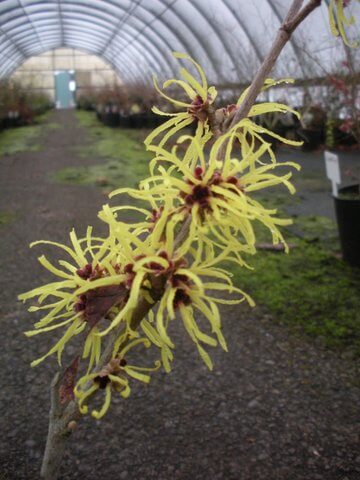 Hamamelis - The Winter Witch - Easy Big Trees