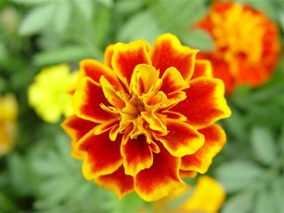 The marigold that combats root knot nematodes best is the French Marigold (Tagetes patula). 