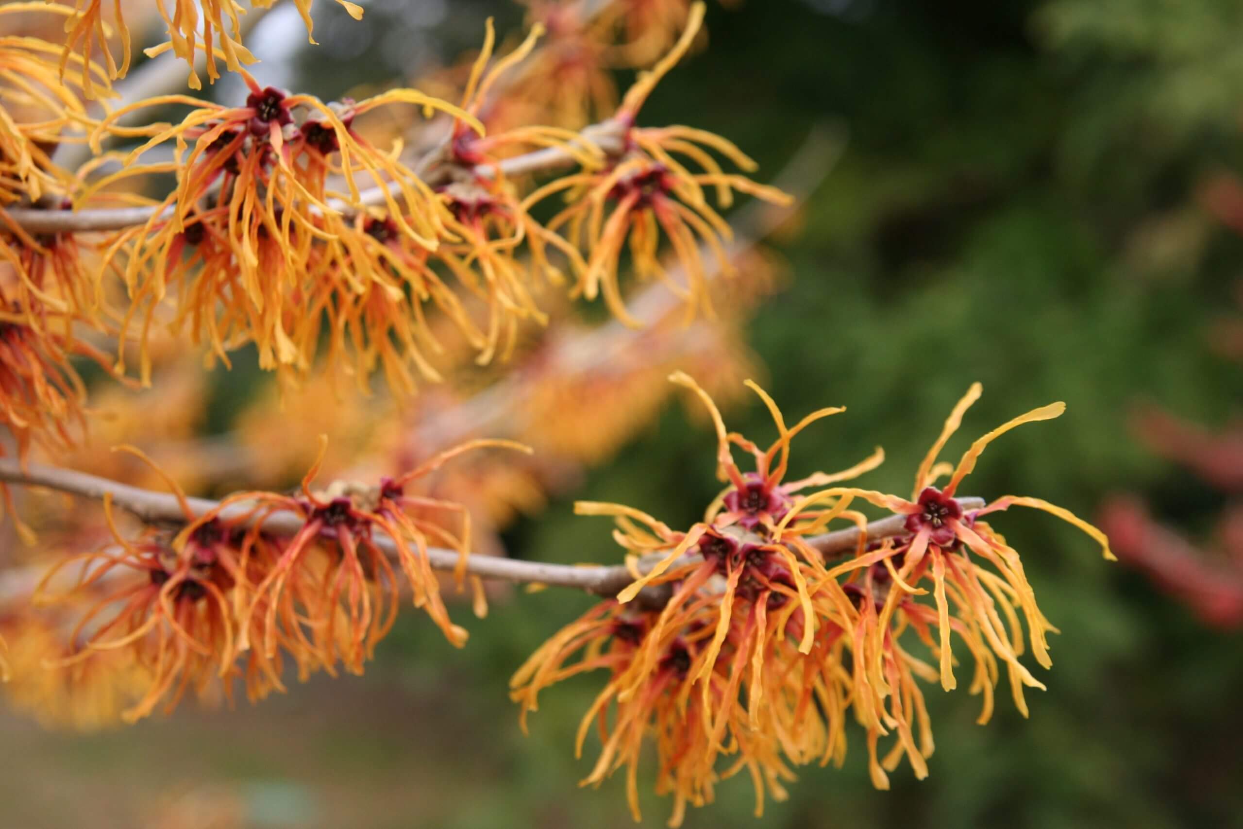The coppery flowers of Hamamelis x intermedia 'Jelena' are very fragrant and pretty. (image by Jessie Keith)