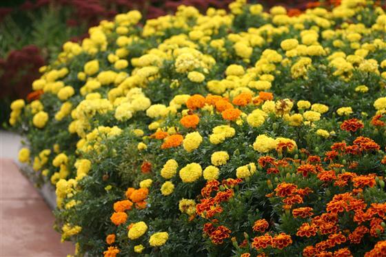 Most marigolds can help combat soil-borne pests but French marigolds work best. (photo by Jessie Keith)