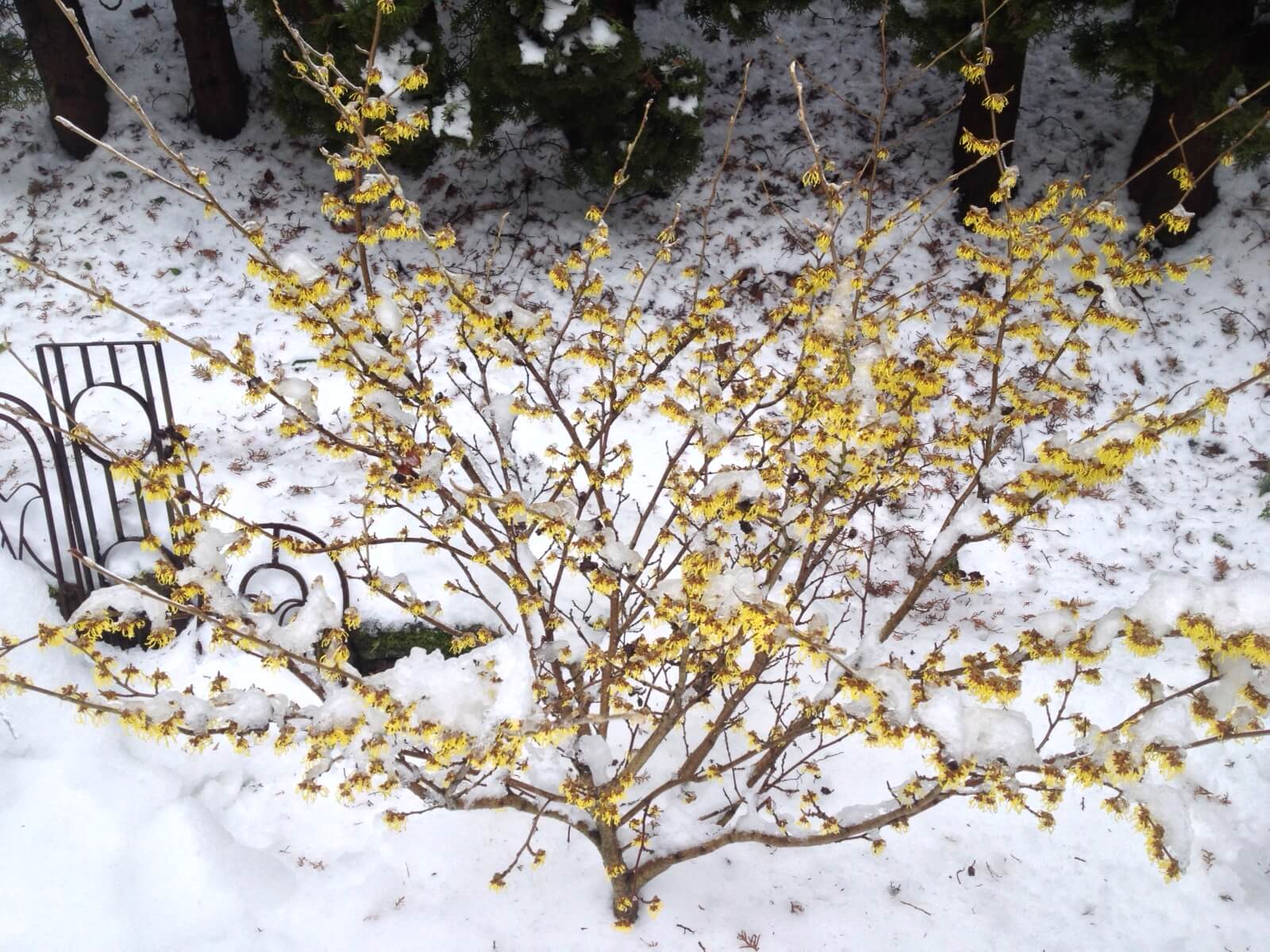 Hamamelis - The Winter Witch - Easy Big Trees