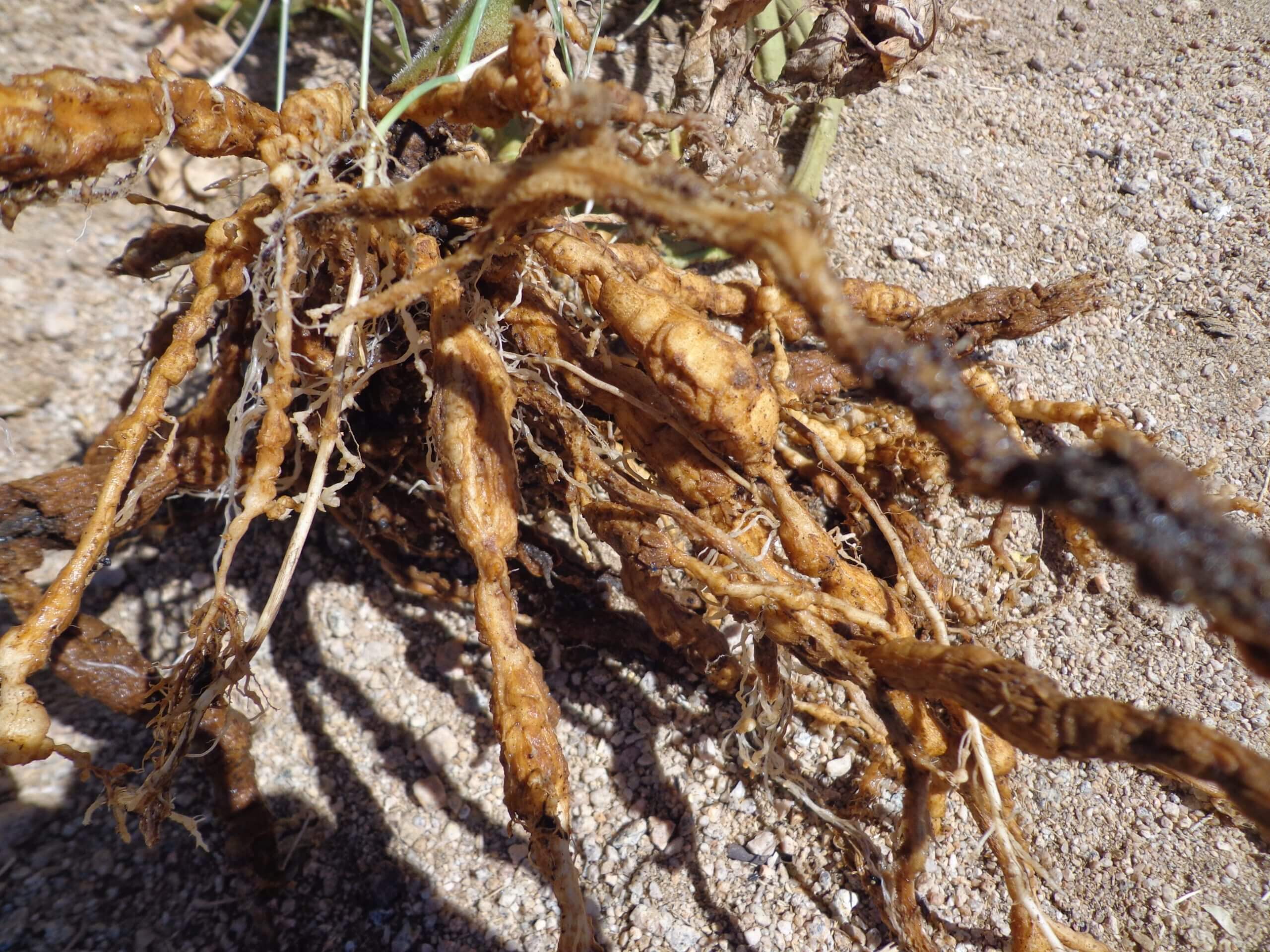Roots knots or galls in tomato root systems is a sure sign of root knot nematodes.