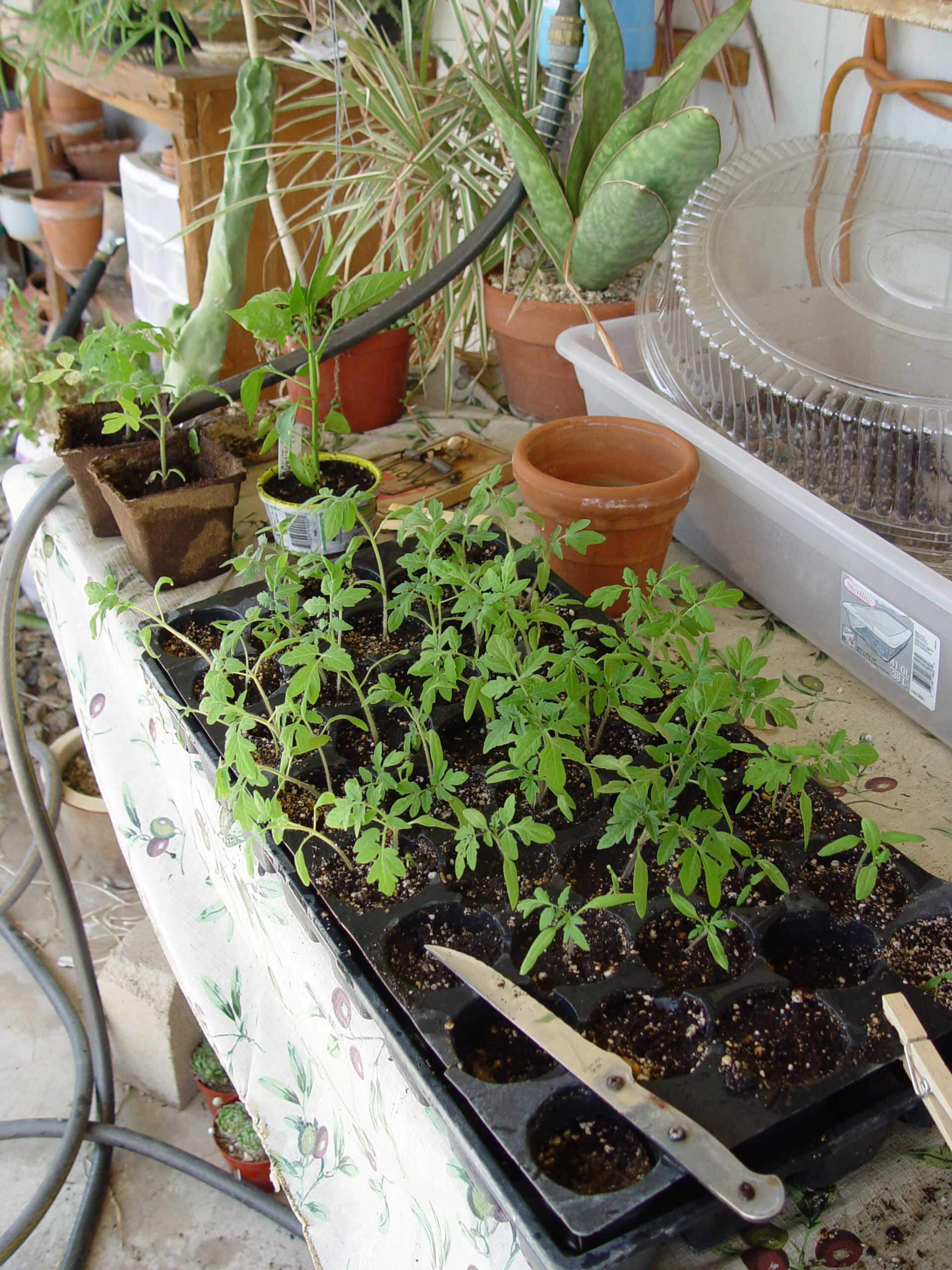 seedlings